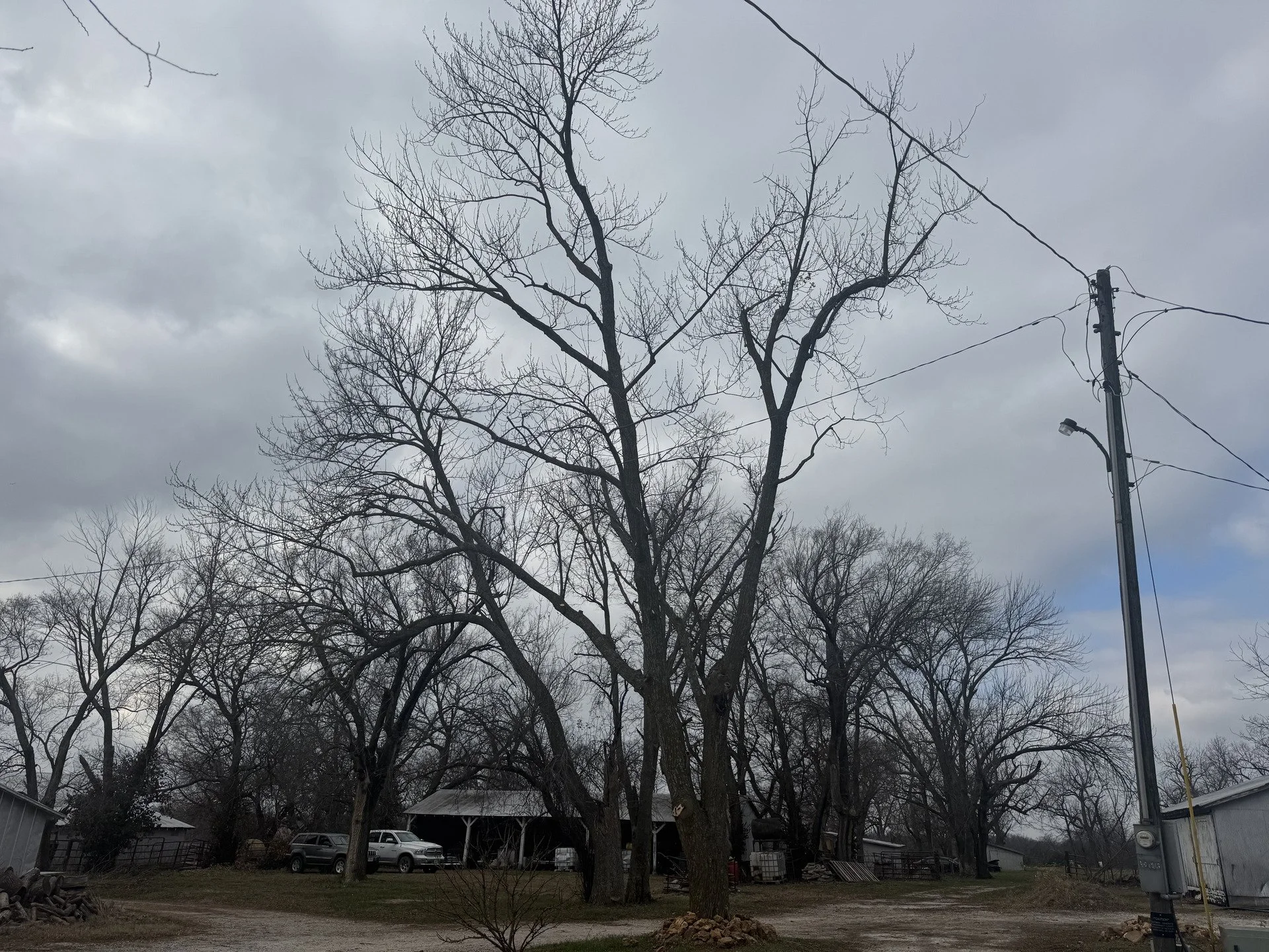 Understanding Emergency Tree Service for Icy Winter Storms