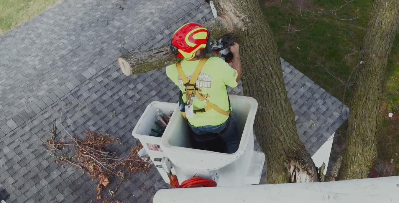 Tree Removal Experts Share What to Watch for Before Spring