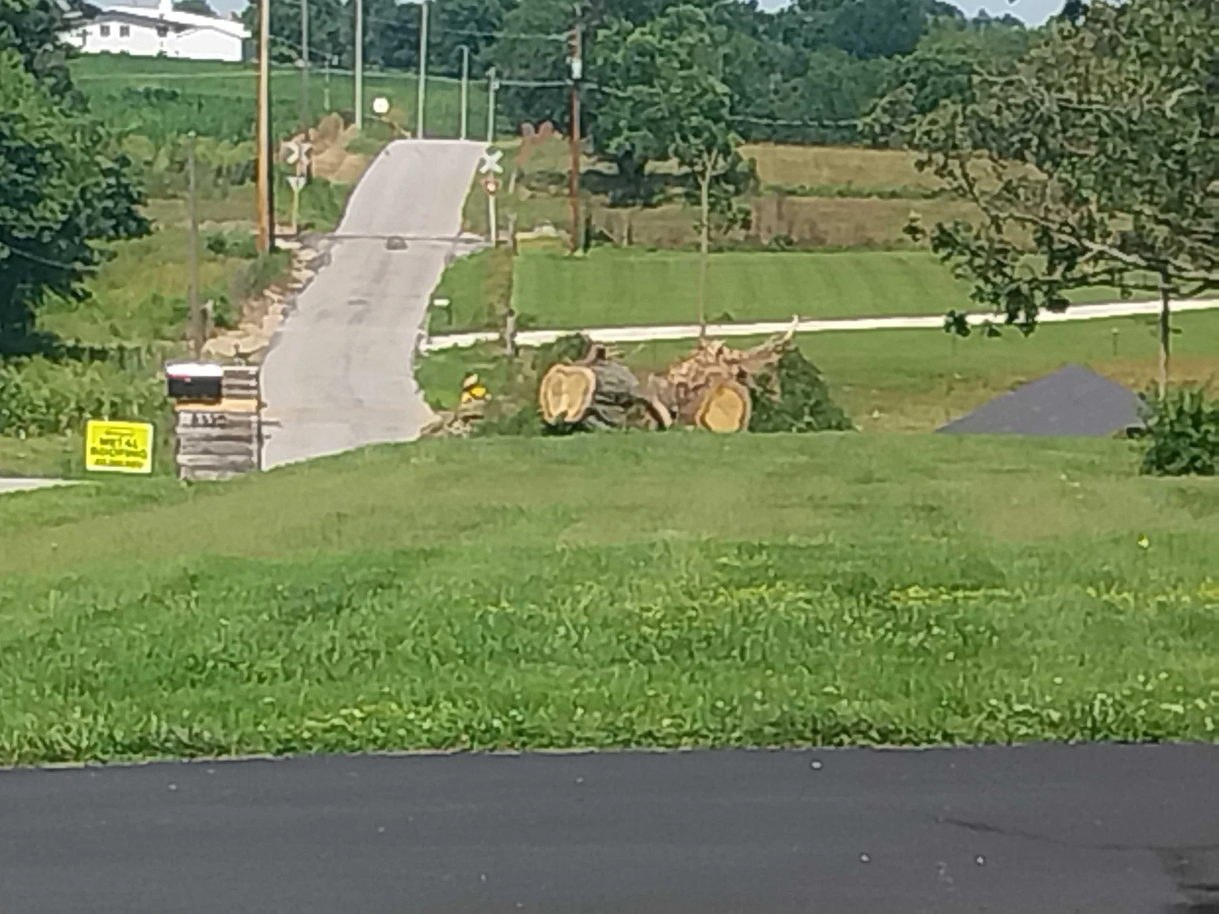 How Stump Grinding Supports Spring Growth in Joplin Yards