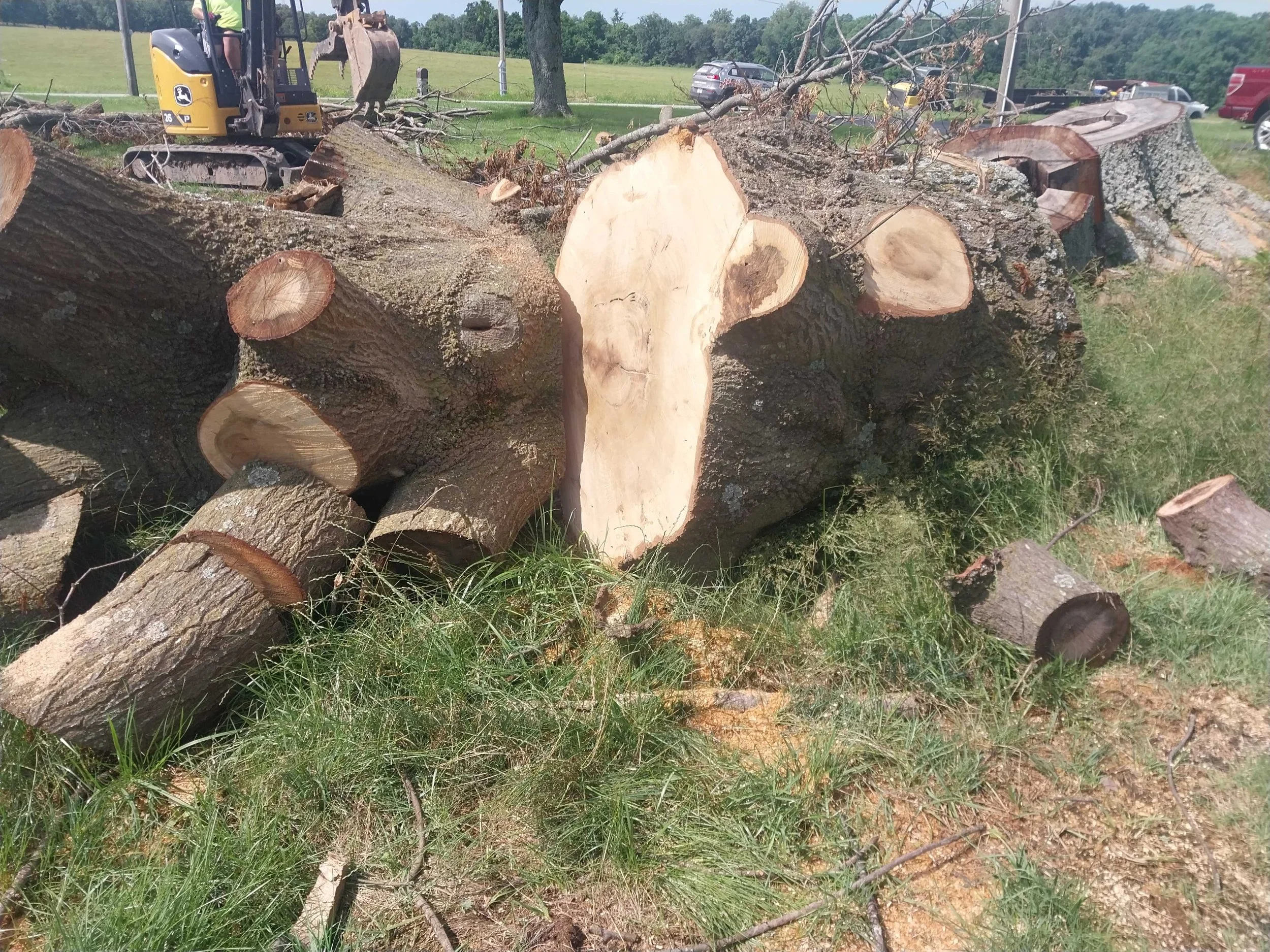 What Dead Tree Removal Really Looks Like in Joplin