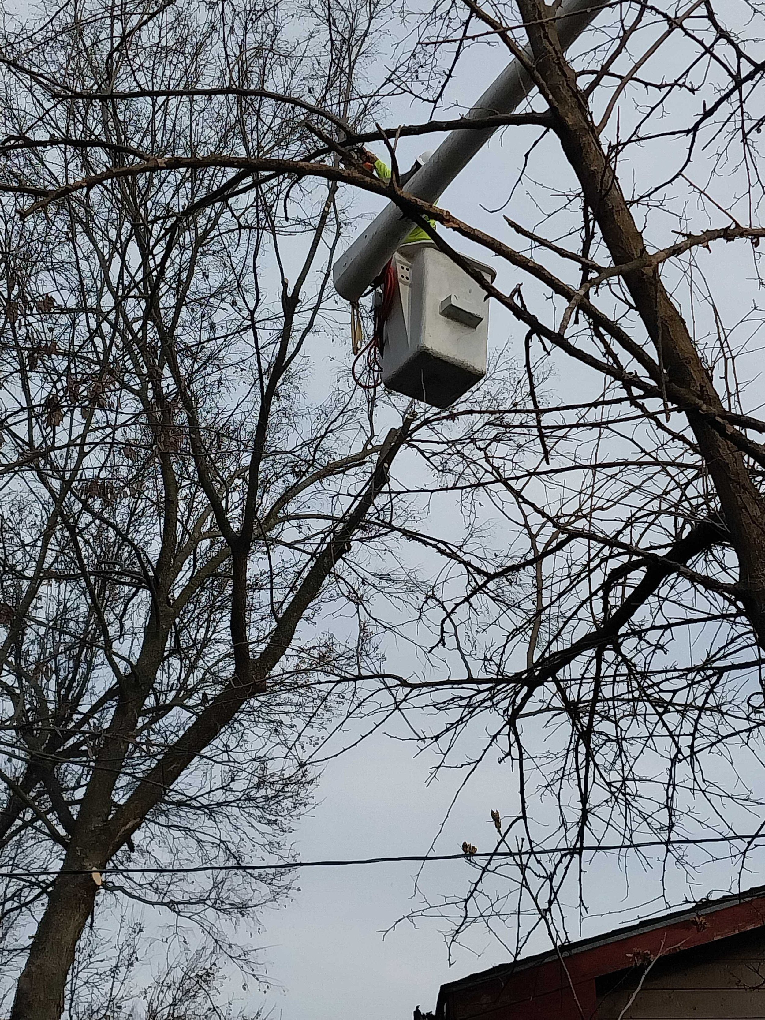 Key Tree Maintenance Tips as Joplin Warms Up for Spring