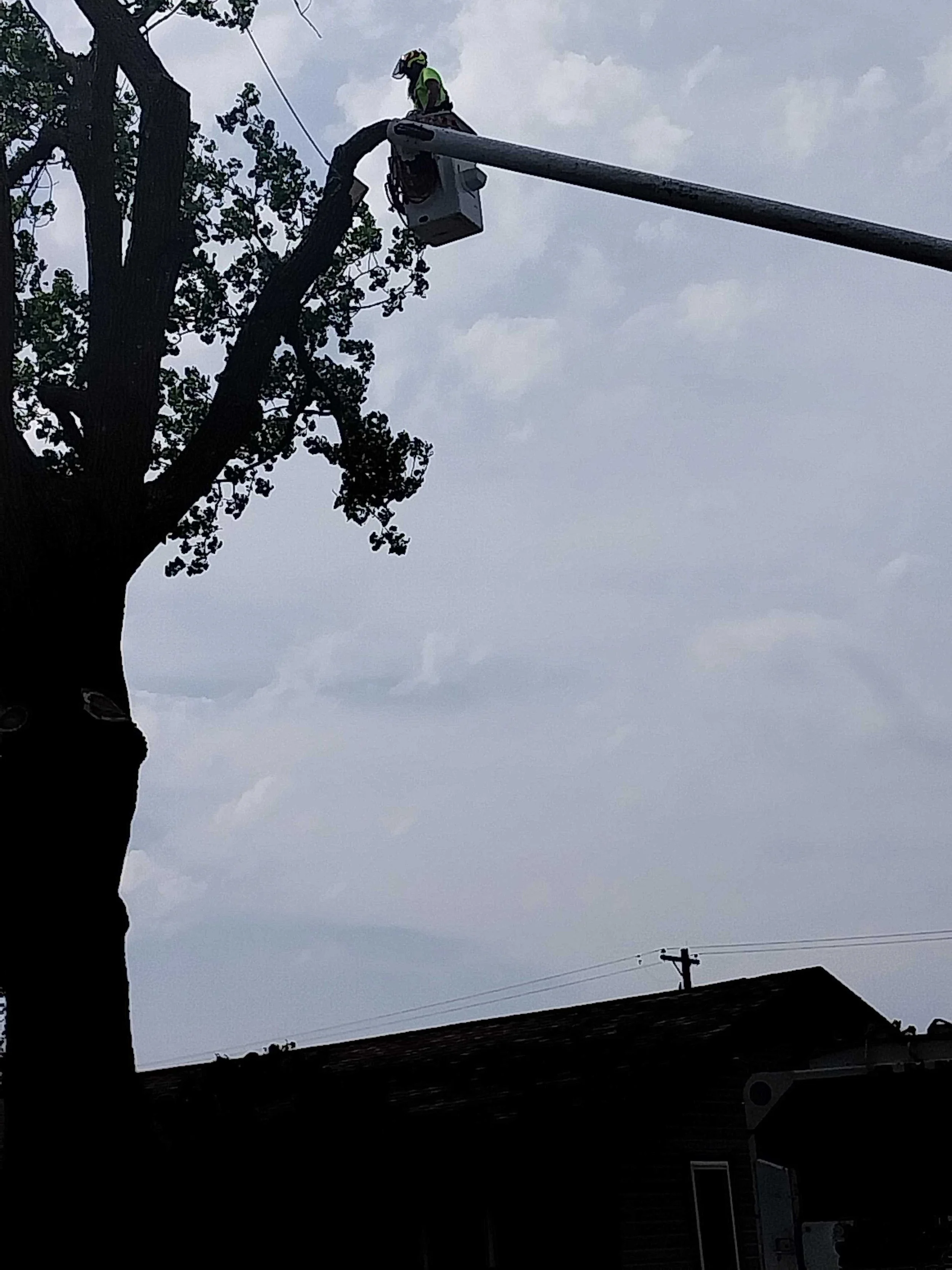 A Look at Commercial Tree Service Before Spring Landscaping