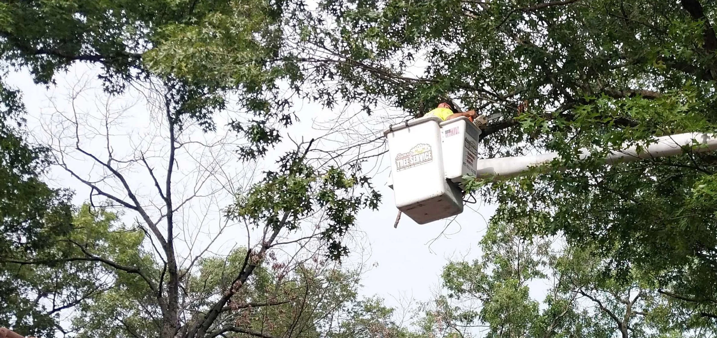 Tree Trimming Joplin MO Residents Should Consider This Spring