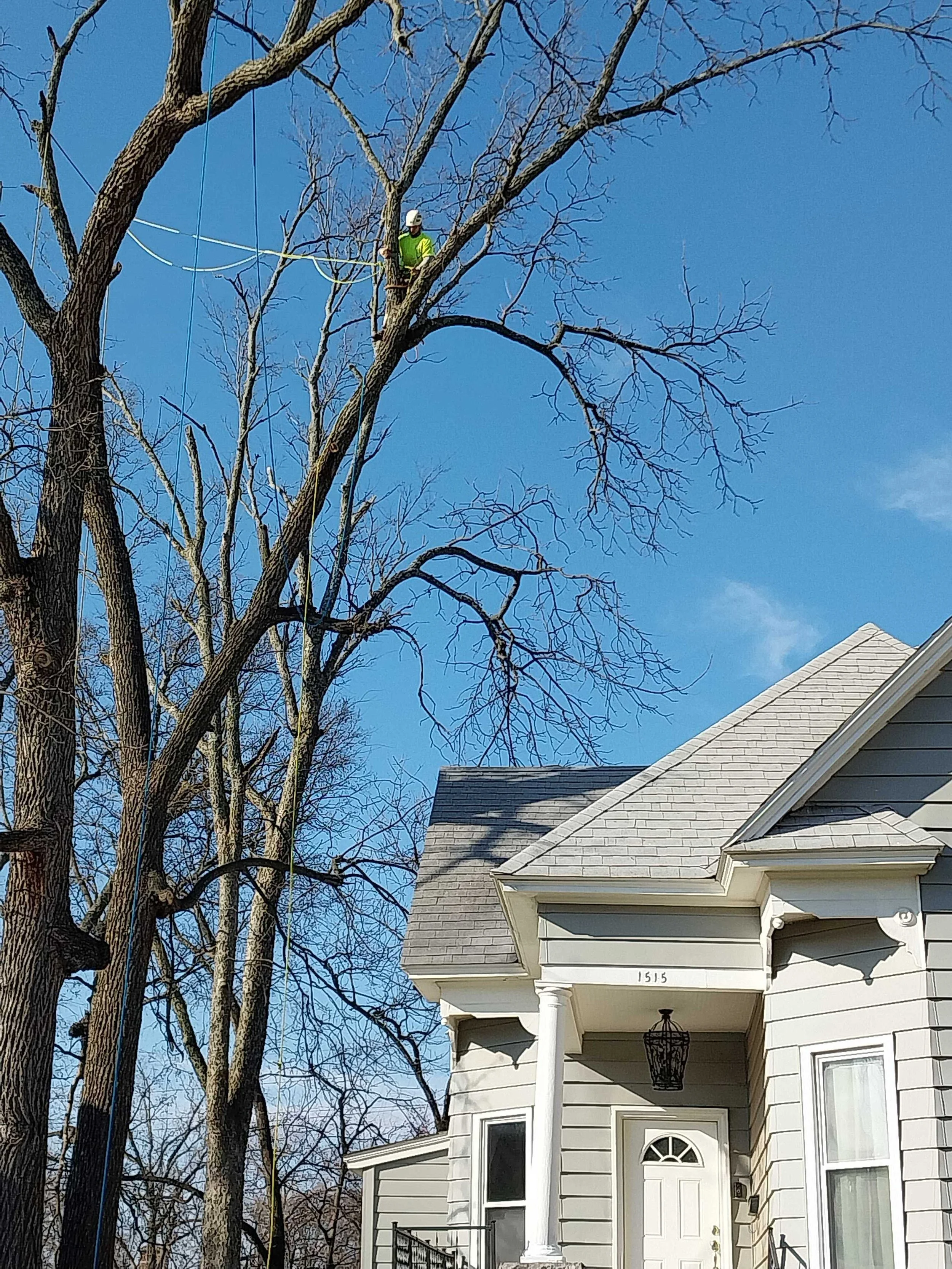 When Tree Care Services Help Prevent Spring Pest Problems