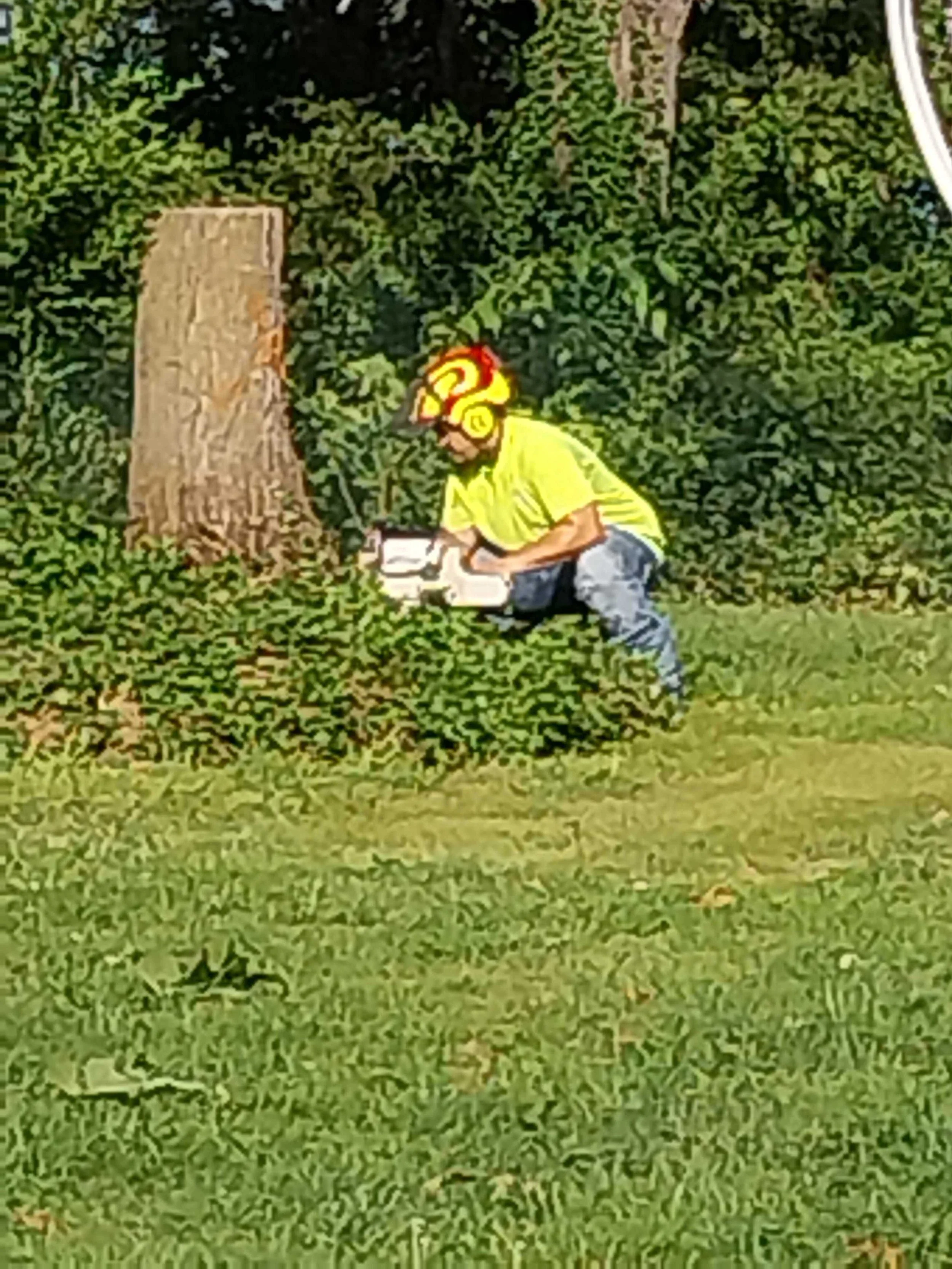 How Tree Removal in Joplin MO Helps with Spring Construction