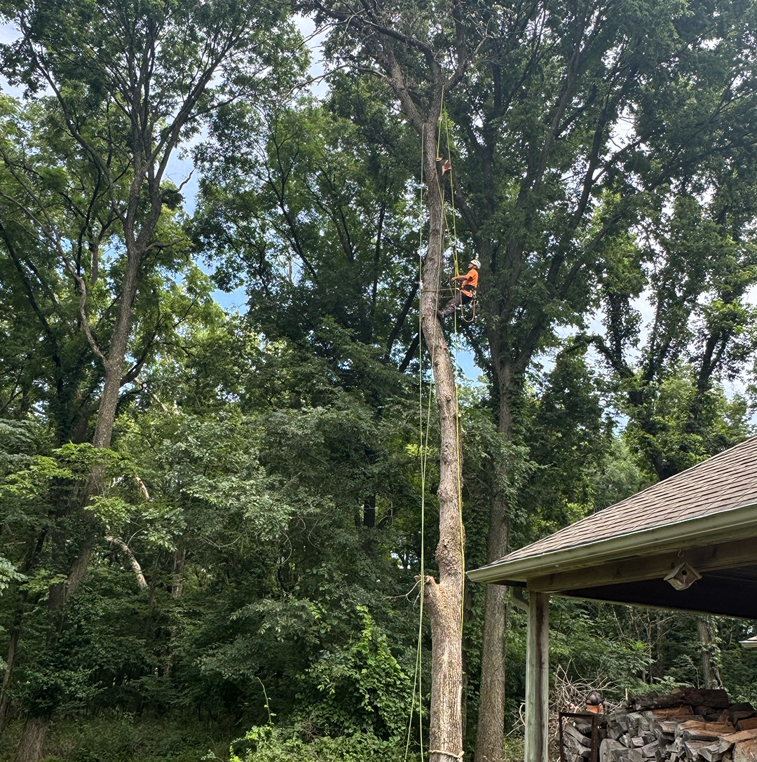 Why Tree Trimming Service Matters After Spring Windstorms