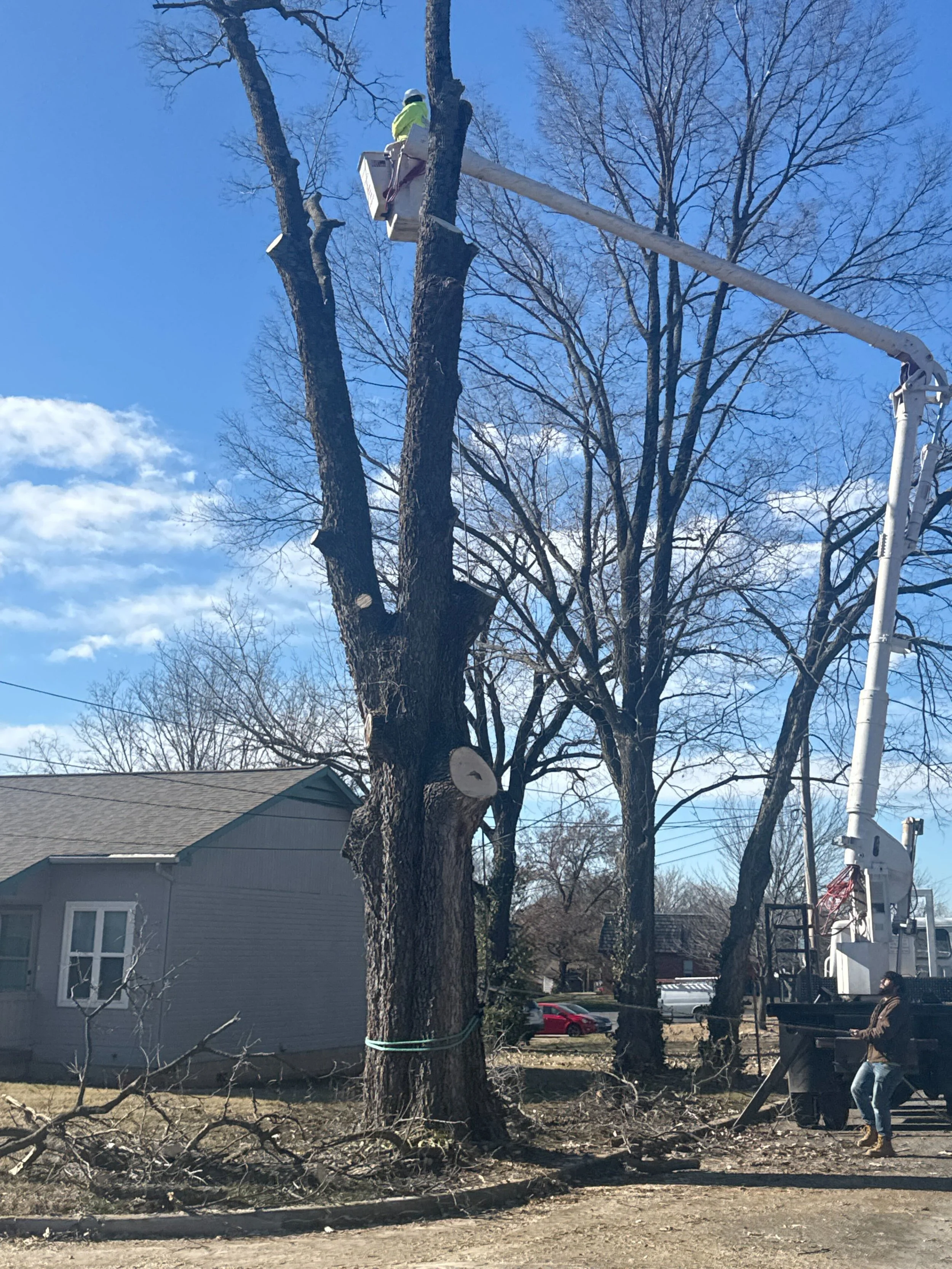 What to Know About Tree Cutting Service in Joplin