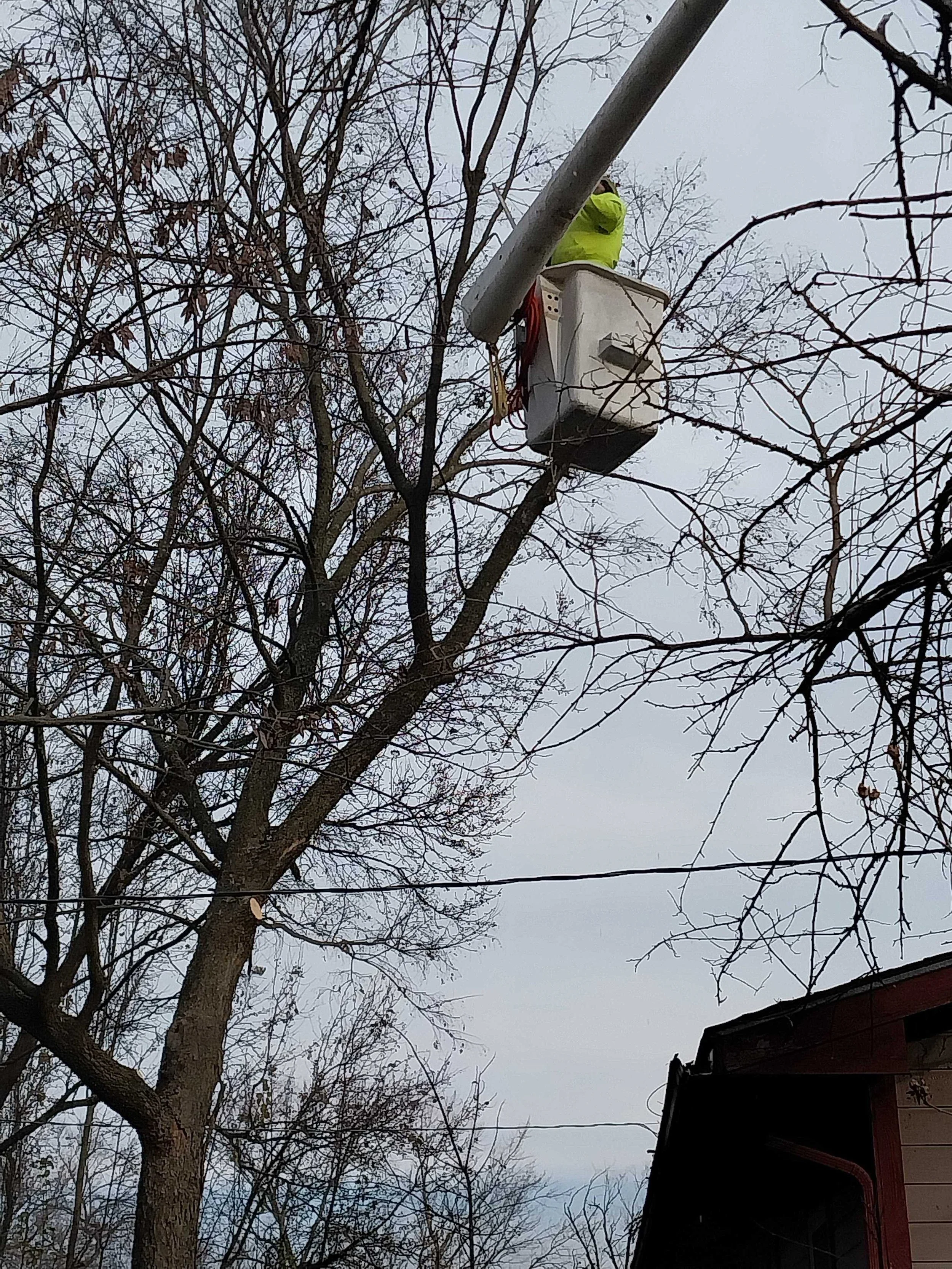 Steps a Professional Tree Removal Team Takes in Joplin