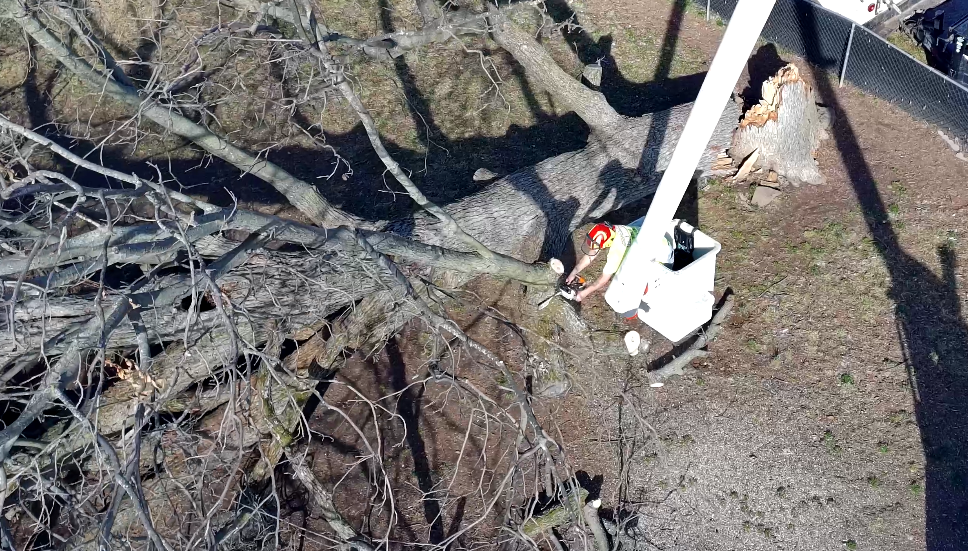 Why Storm Damage Tree Removal Prevents Bigger Summer Risks