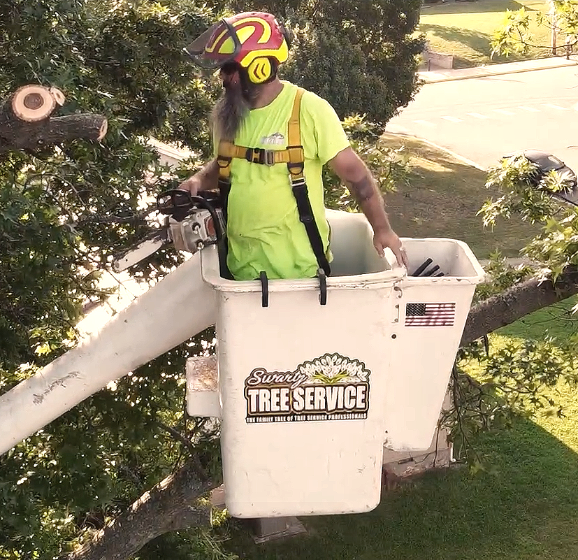 a man trimming trees