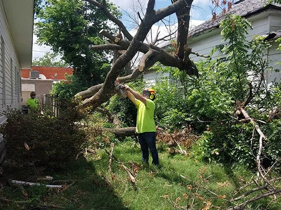 Swartz Tree Service crew safely removing a large oak tree from a residential property in Joplin, MO