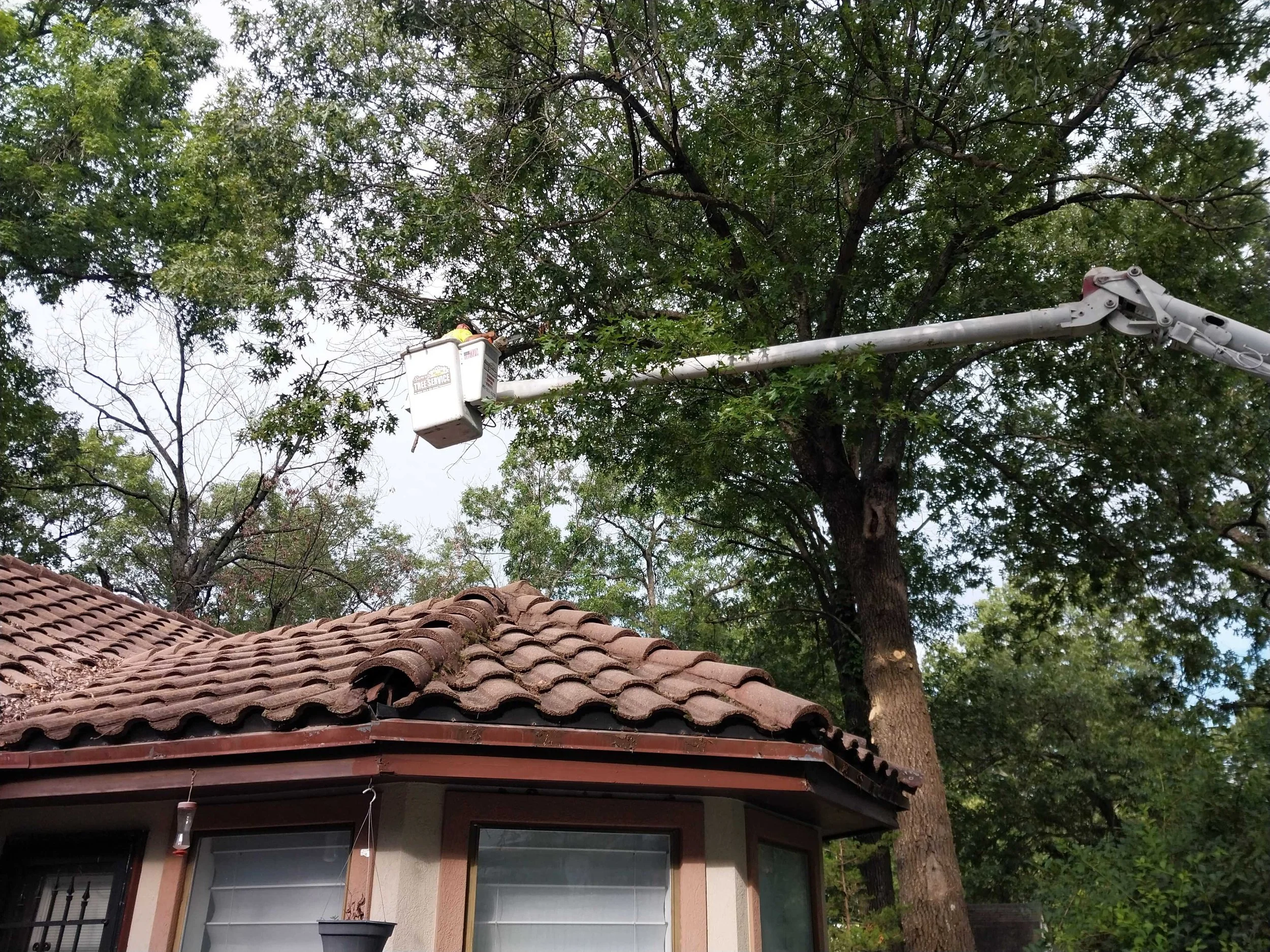 Swartz Tree Service crew safely trimming a large oak tree from a residential property in Joplin, MO