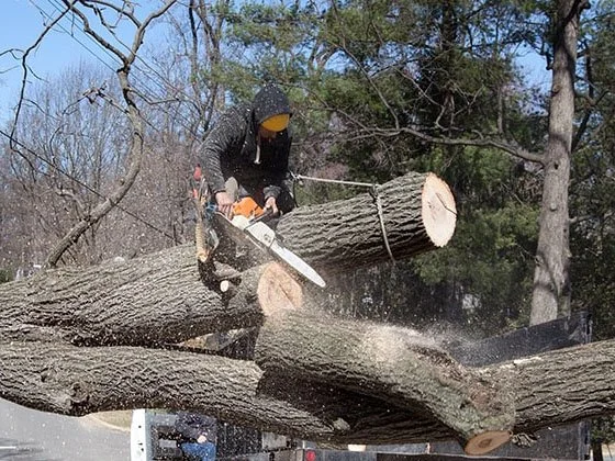 a person removing trees