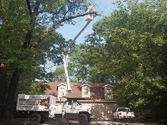 Professional tree trimming in Joplin, MO to improve tree health and property safety