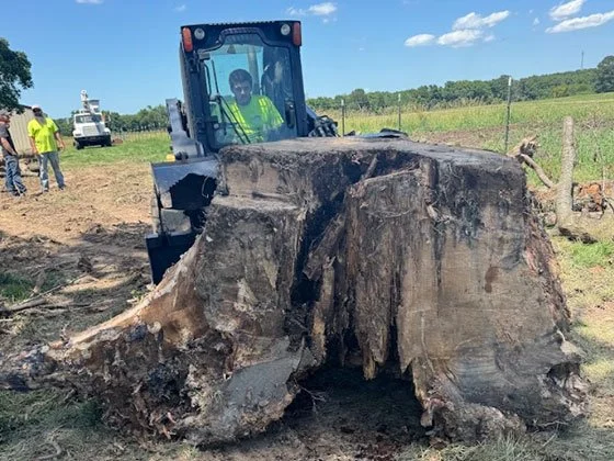 Swartz Tree Service performing stump removal in Joplin, MO to clear yard space and improve landscaping