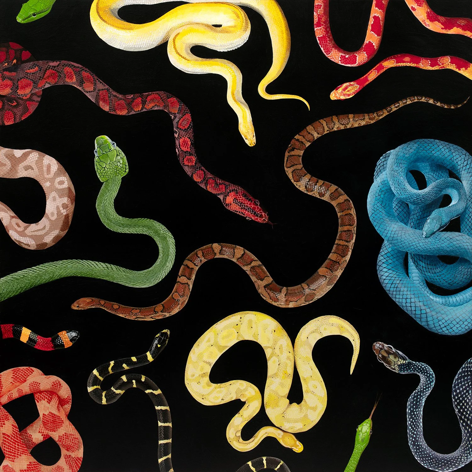 Uncoiled Canvas Print