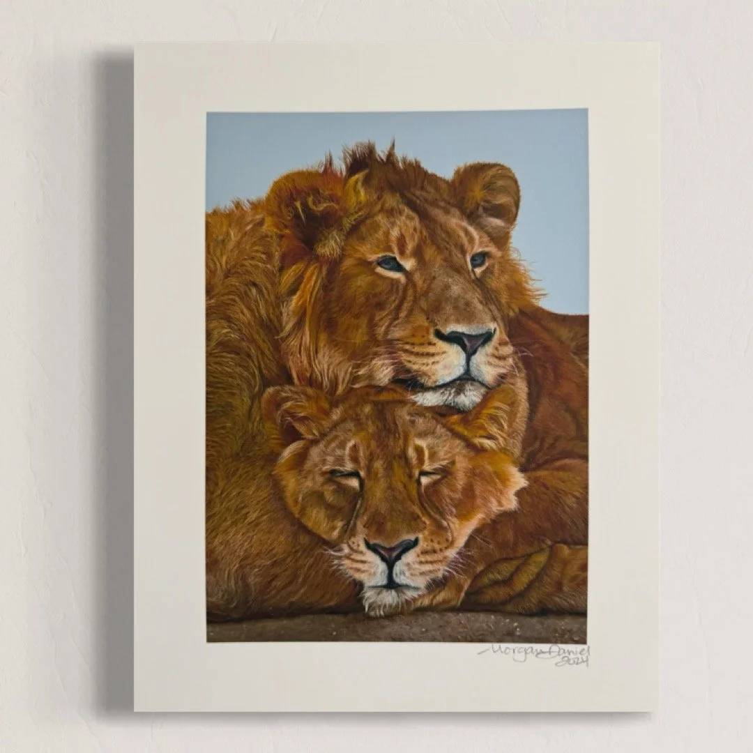 While the lioness sleeps Print