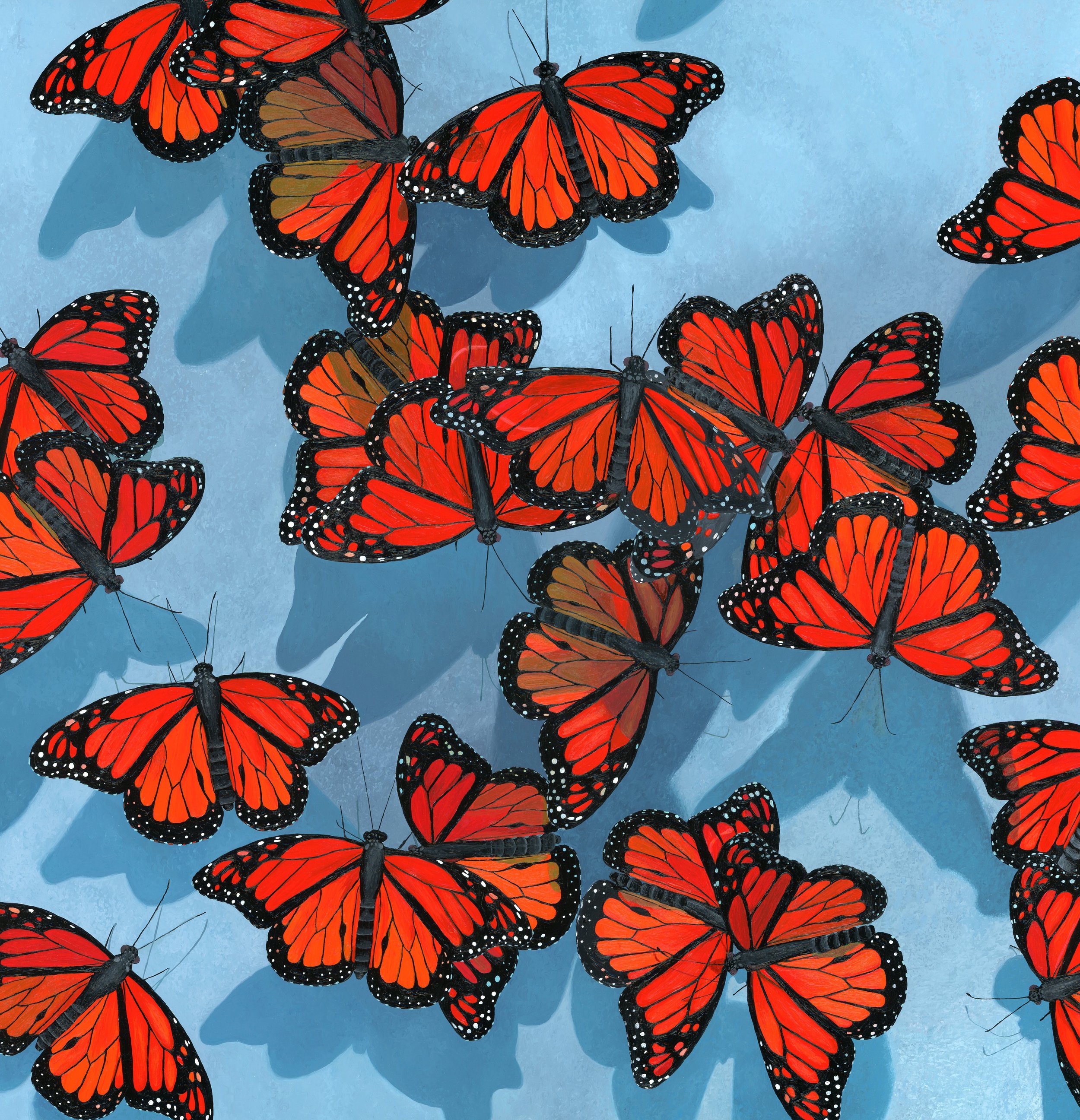 Monarchs on Blue Canvas Print