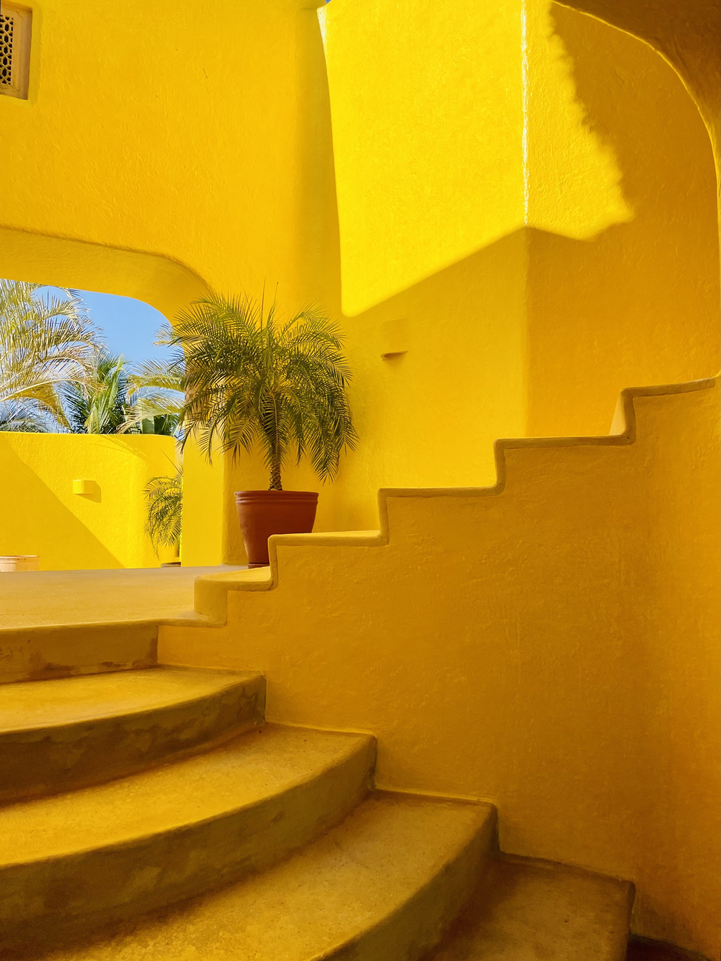 Bright yellow stucco walls with curved architectural design, a terracotta potted palm tree, and a view of palm trees against a blue sky in the background.