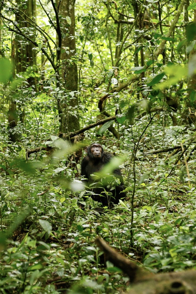 A chimpanzee sitting amidst dense green foliage in a forest