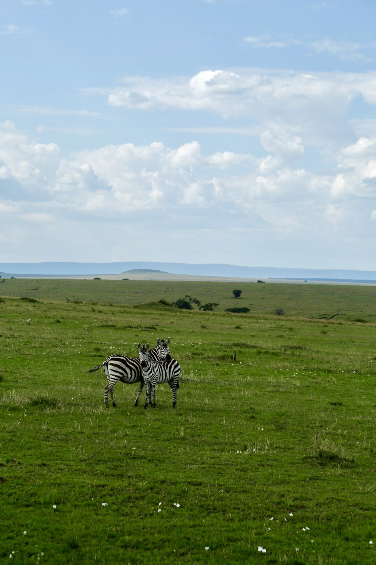 Two zebras standing on green grass in a wide open plains landscape with a blue sky and scattered clouds.