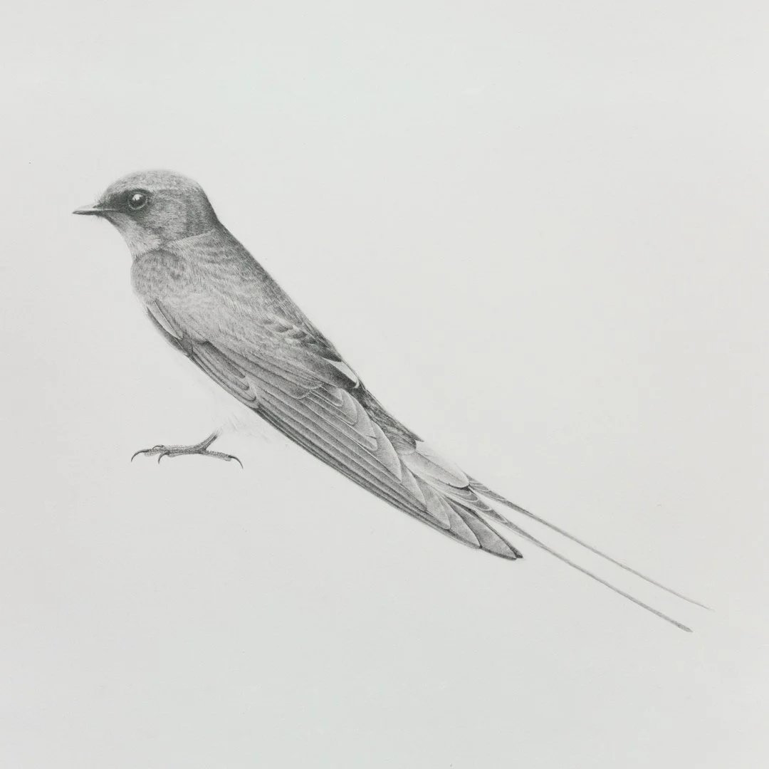 The Swallow is finished! Huzzah. 

Love those tucked in wings and the lines and curves of this bird. 

First instinct is to draw the Swallow in flight &ndash;&nbsp;it's what they're famous for, with their forked tail &ndash; but I find the poise of t