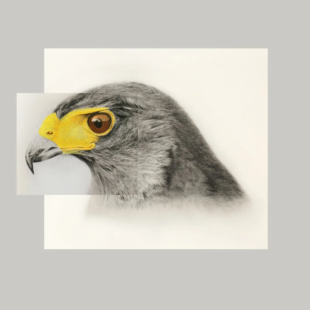 Very excited to hear the news that my bird painting watercolour workshop at @lymemuseum next week is fully booked! 

We&rsquo;ll be following in the footsteps of the famous 19th Century natural history illustrators who painted lithographs with waterc