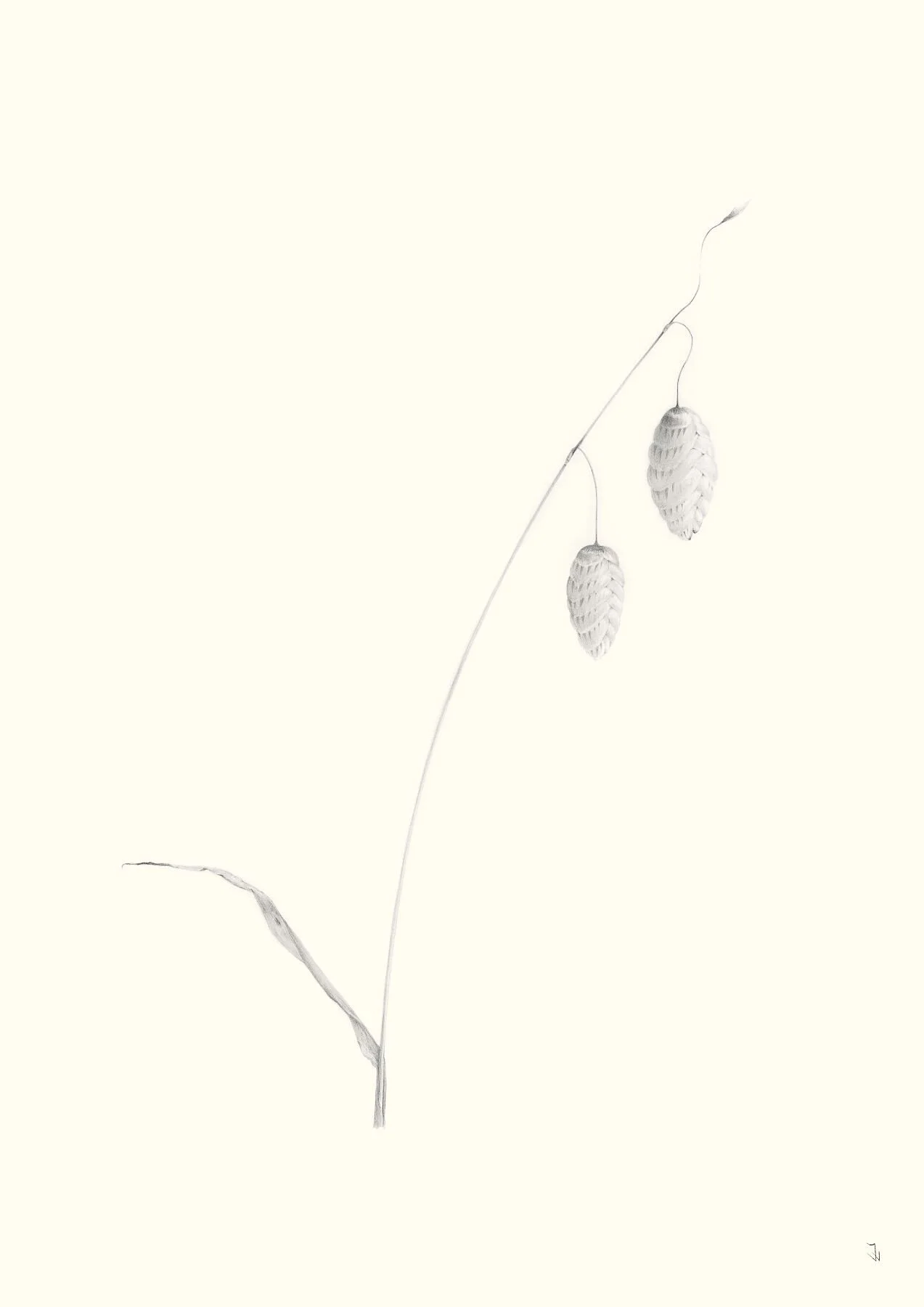 Quaking Grass, Briza media