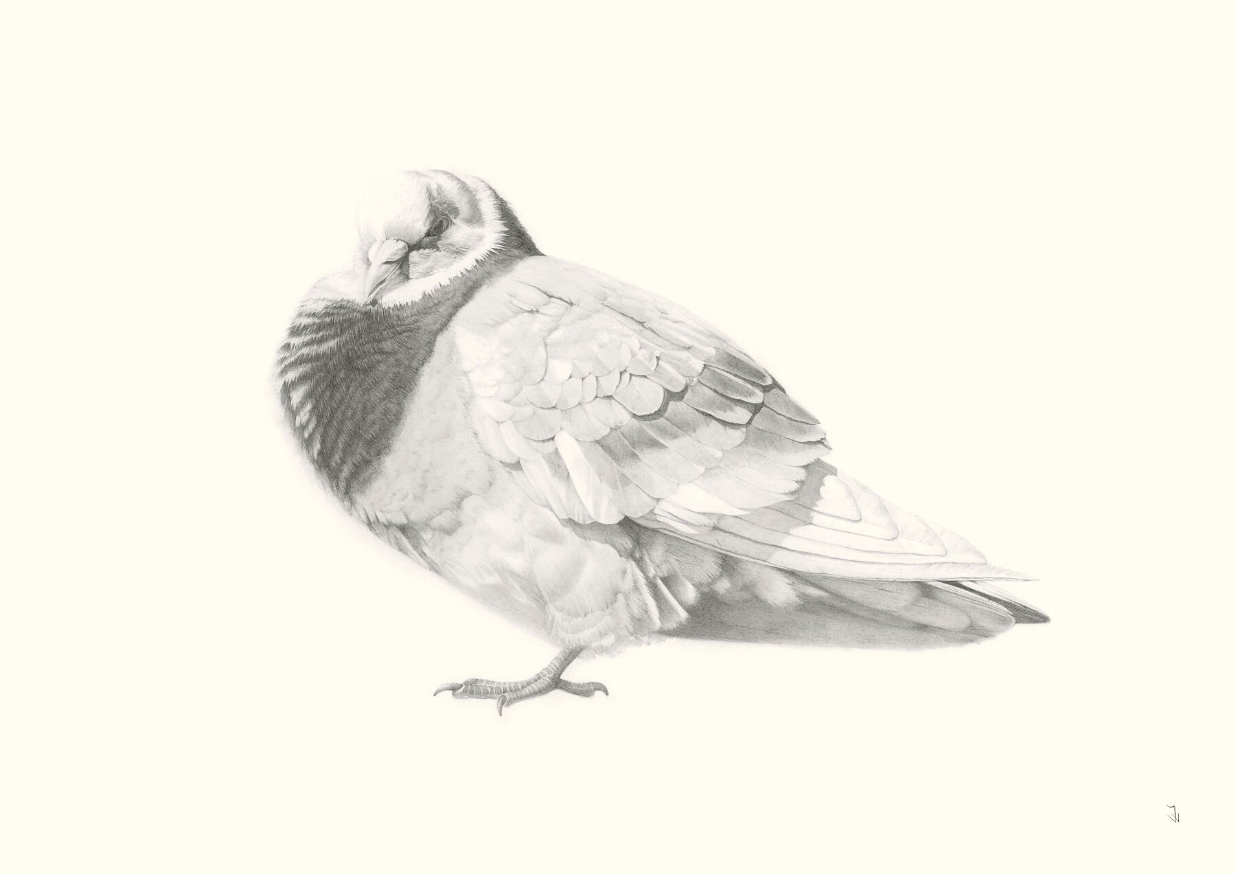 Pigeon, Columba livia