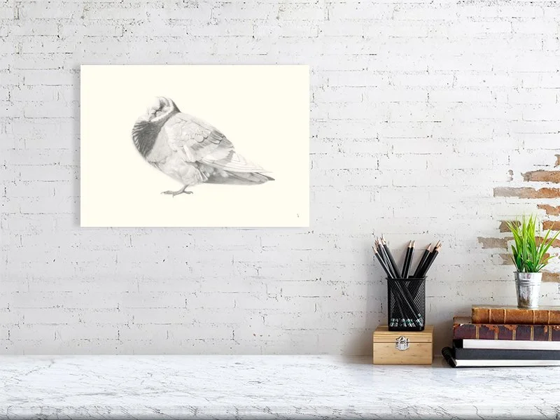 Pigeon, Columba livia