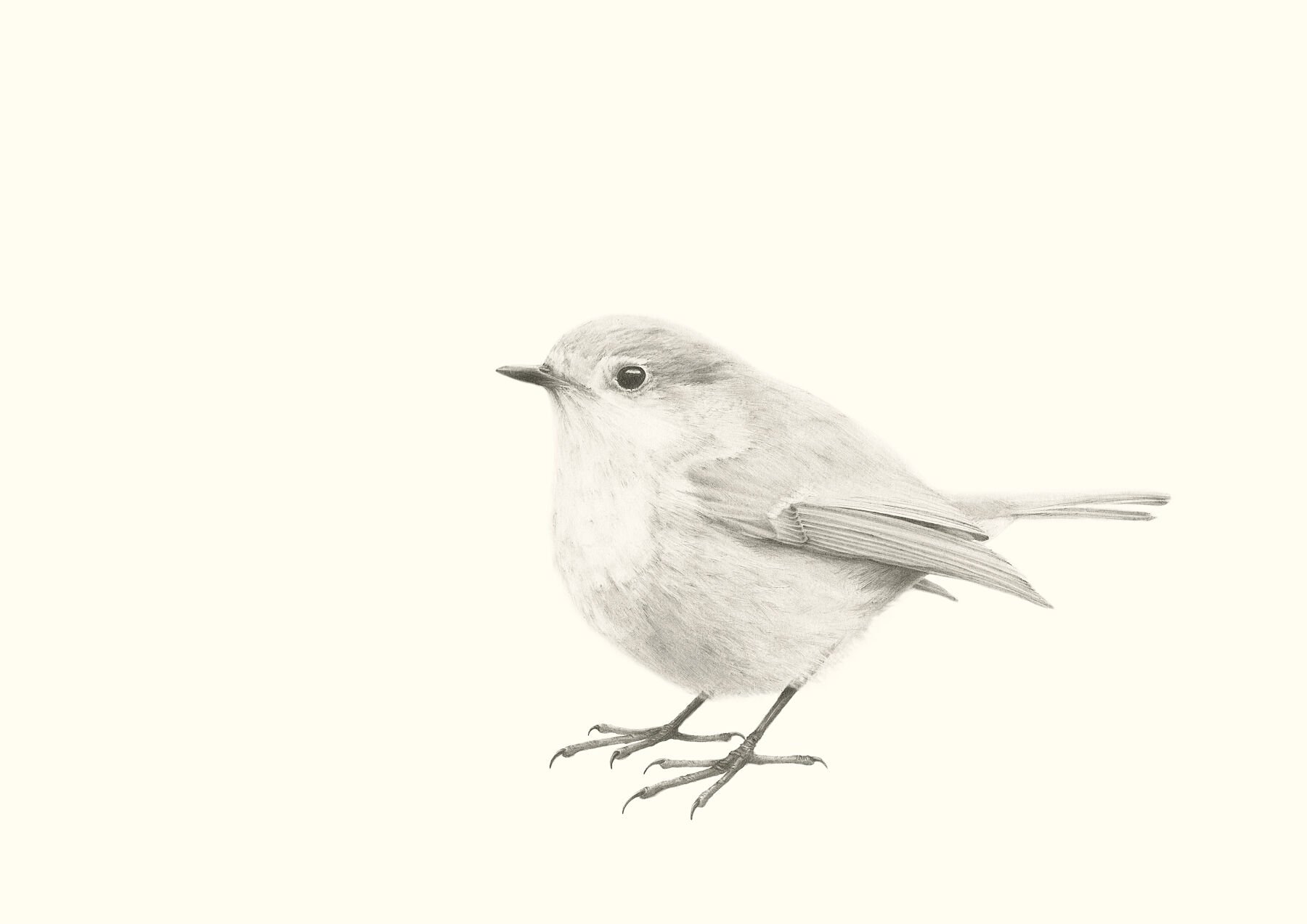 Robin, Ertithacus rubecula