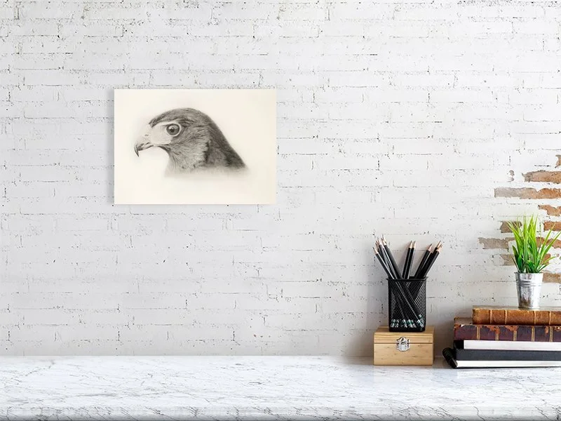 Harris Hawk, Parabuteo unicinctus