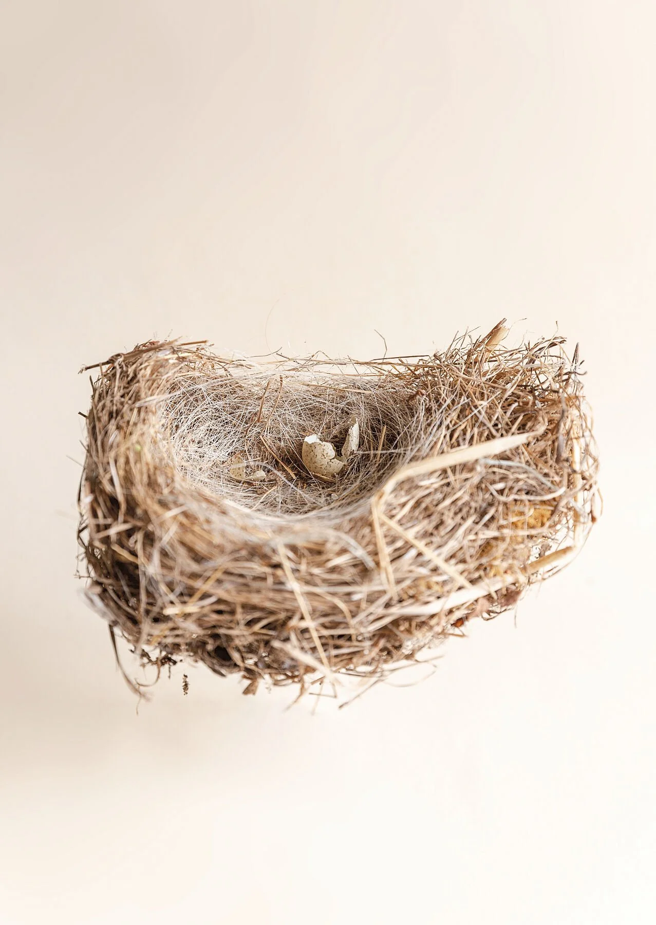 Pied Wagtail Nest