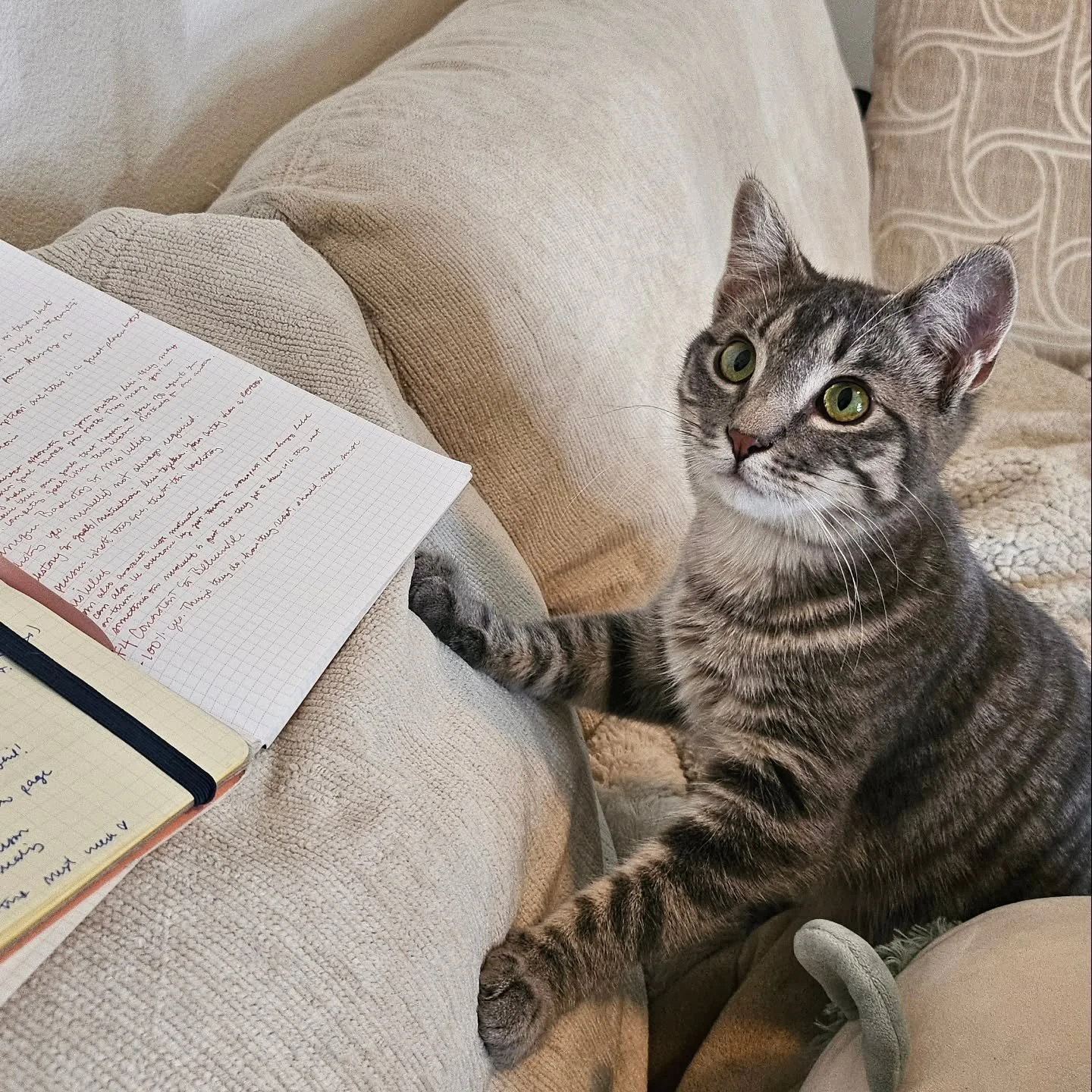 Meet our Director of Content, Sushi.

Sush ensures that we're pumping out meaningful, encouraging, and educating content across all platforms. He takes it upon himself to review ✨️every✨️ script we write, and we take his edits very seriously.

Thanks