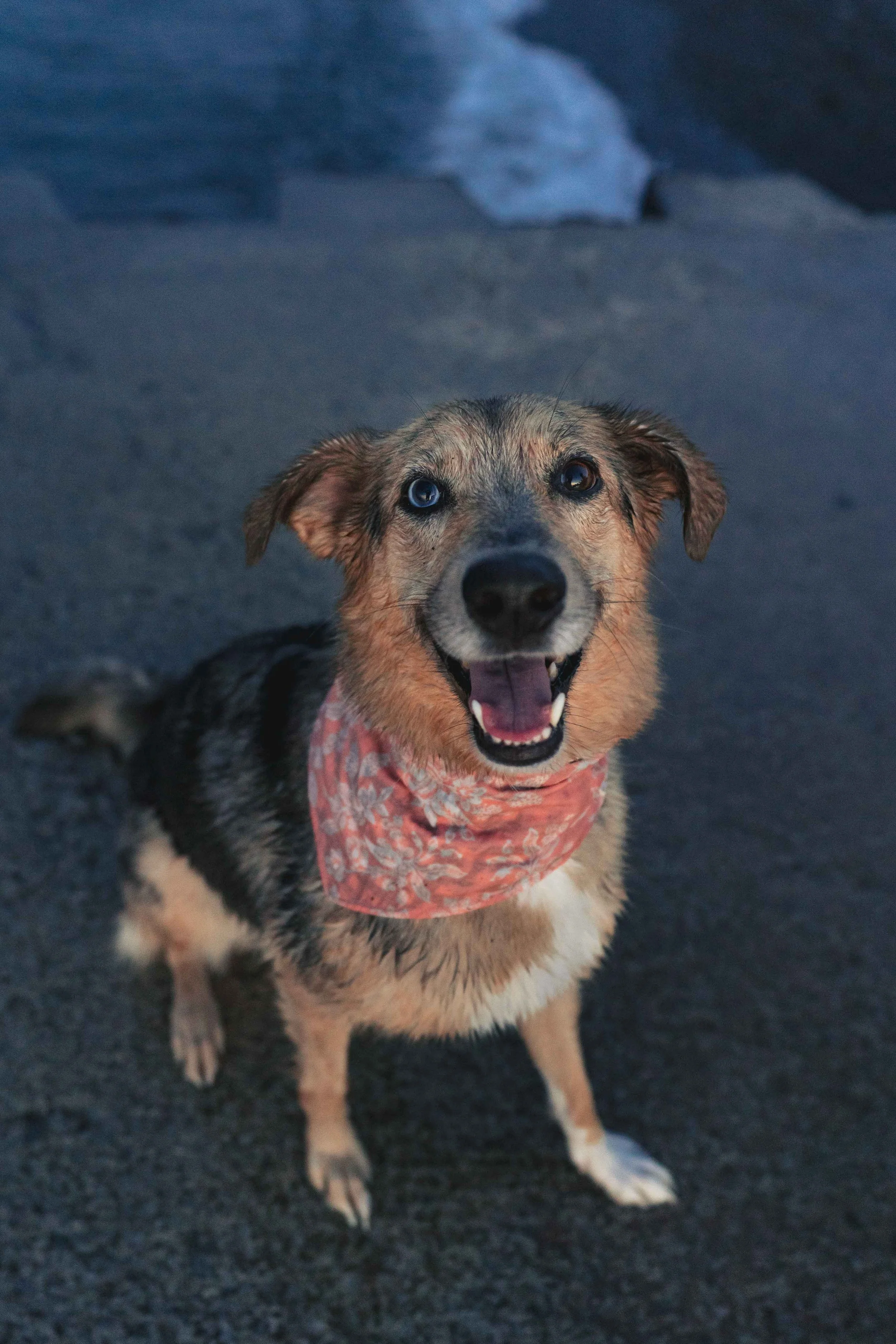 A happy dog with blue eyes and wet fur wearing a pink bandana, sitting on a sandy beach with ocean waves in the background.
