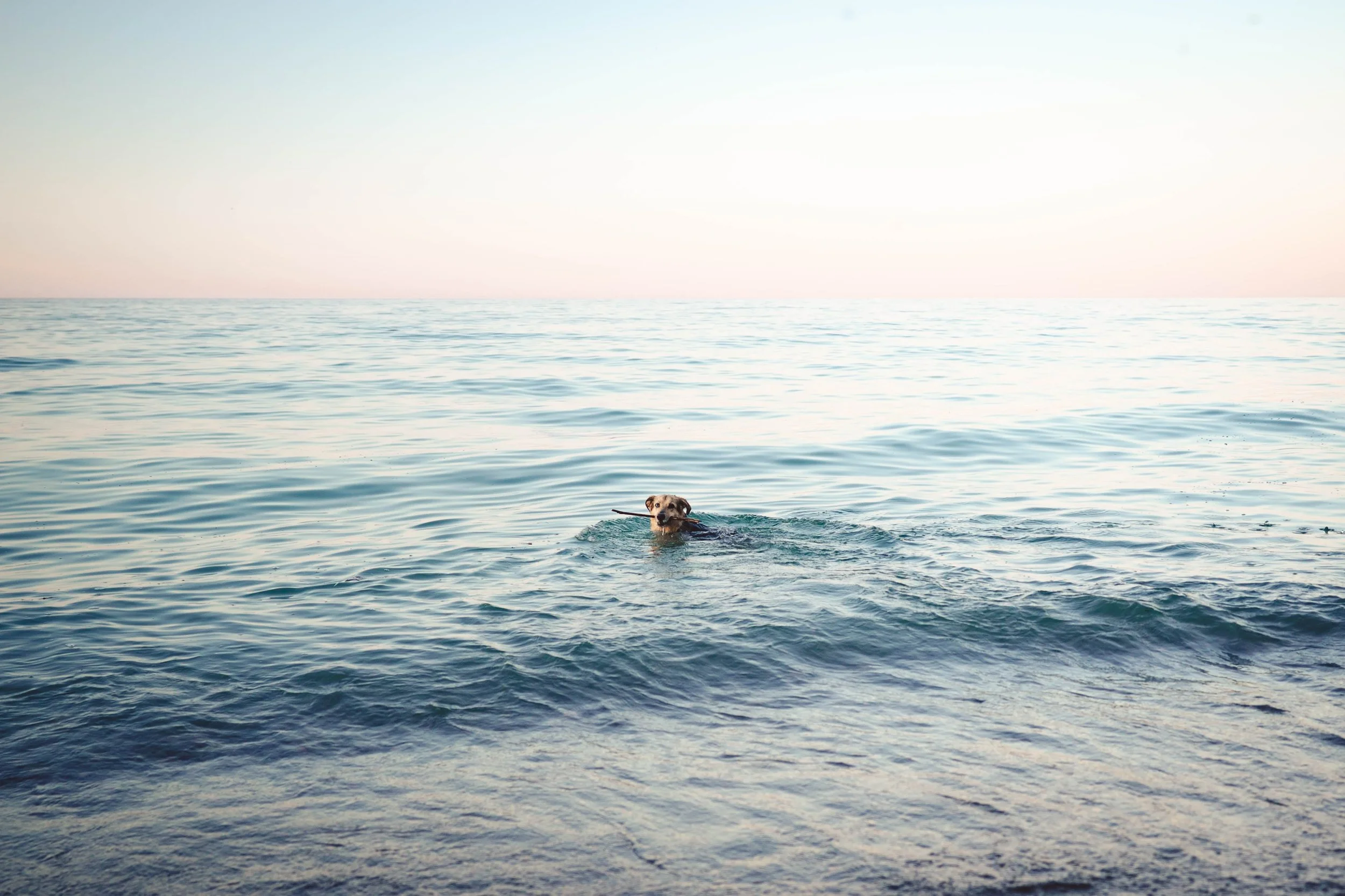 A dog swimming in the ocean with small waves, under a pastel-colored sky.