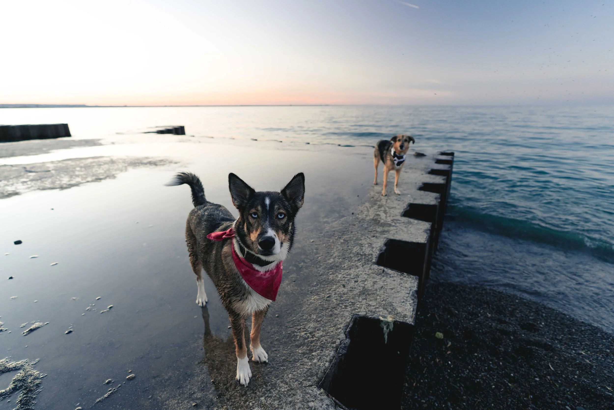 Two dogs standing on a wet concrete surface by the water at sunset, one in the foreground wearing a red bandana and the other in the background near the shoreline.
