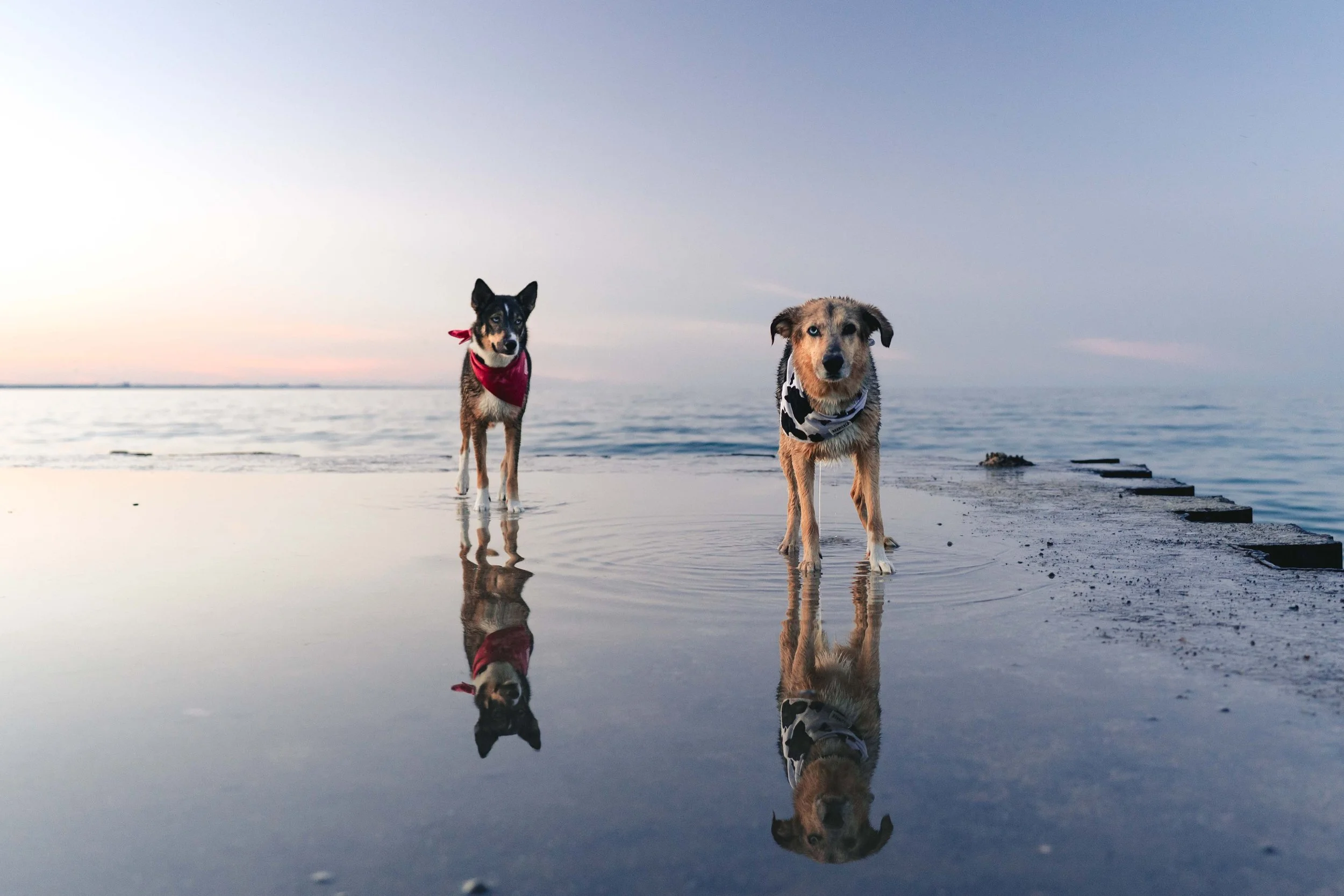 Two dogs standing on a wet beach at sunset with their reflections visible in the shallow water, one wearing a red bandana and the other wearing a black and white striped collar.