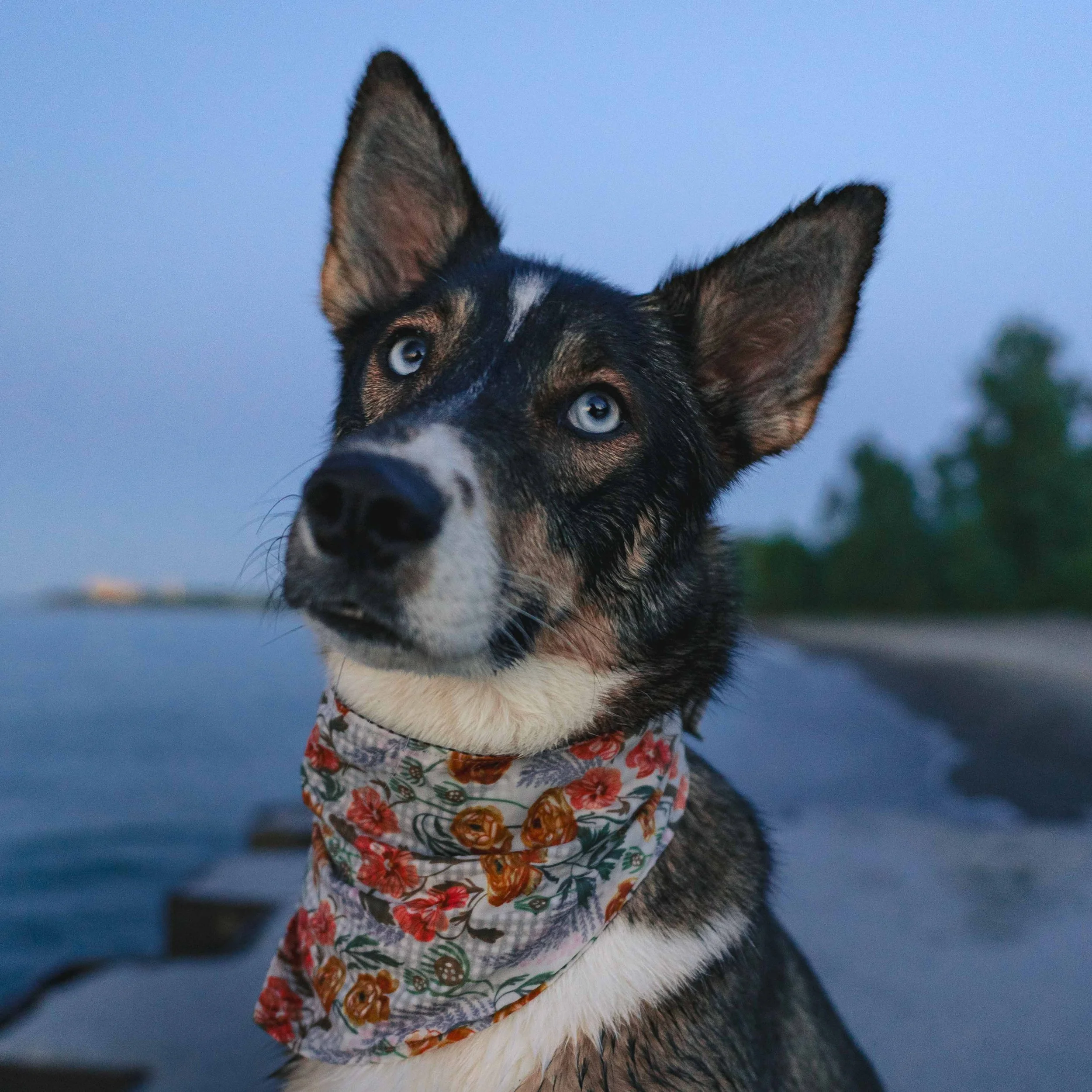 Close-up of a black and white dog with blue eyes, wearing a floral bandana, near a body of water at dusk.