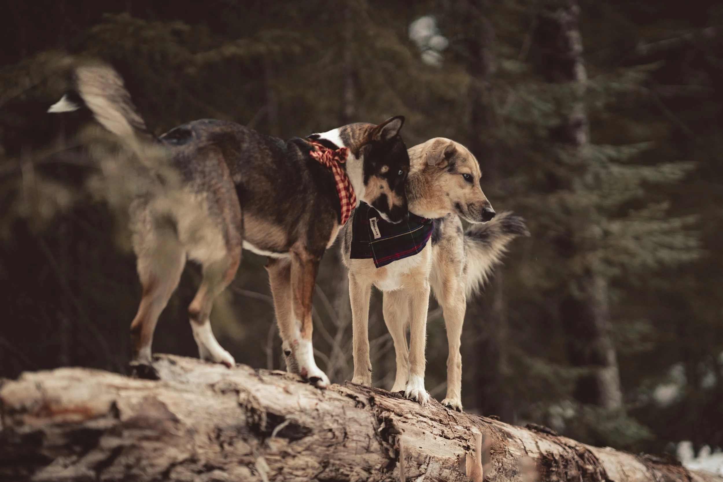Two dogs standing on a fallen log in a forest, looking to the right.