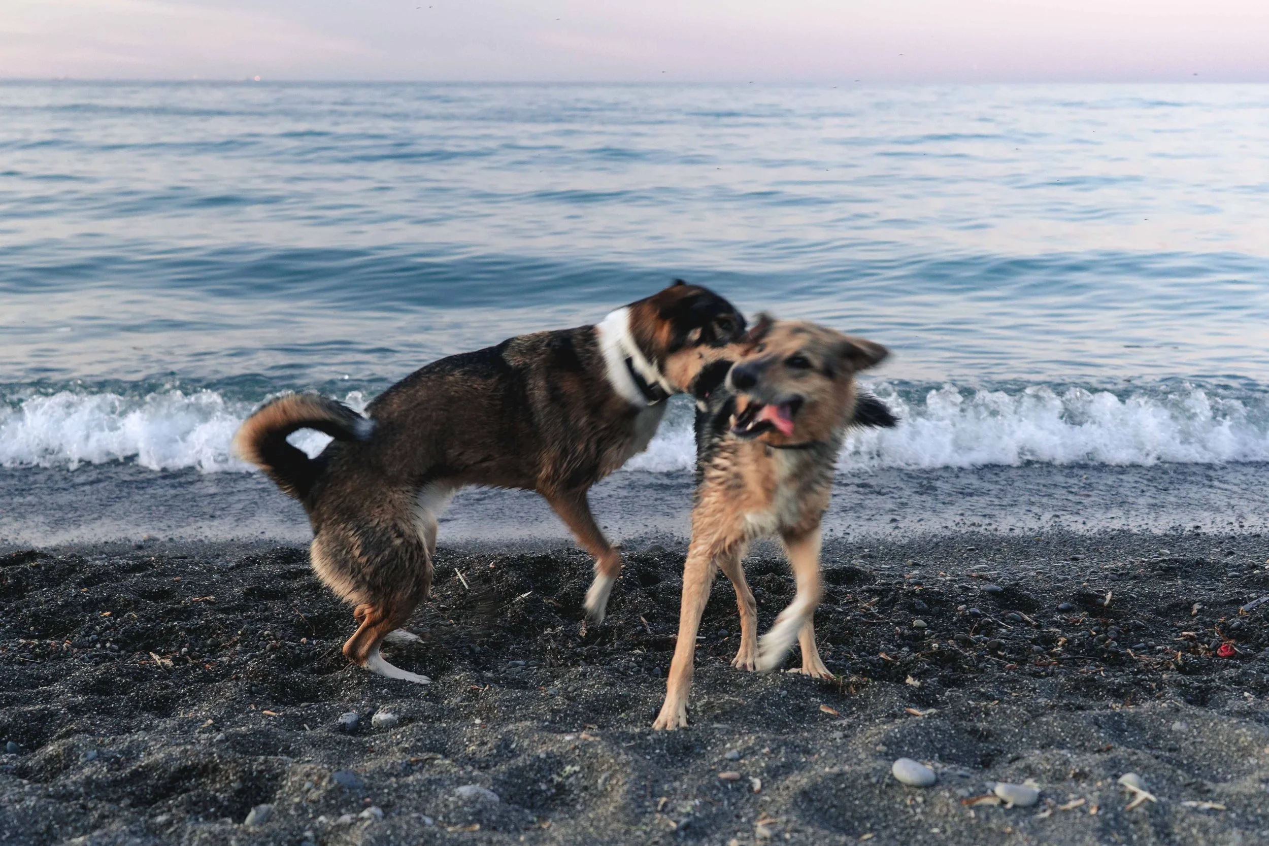 Two dogs playing and wrestling on a beach with black sand, with the ocean waves and sky in the background.