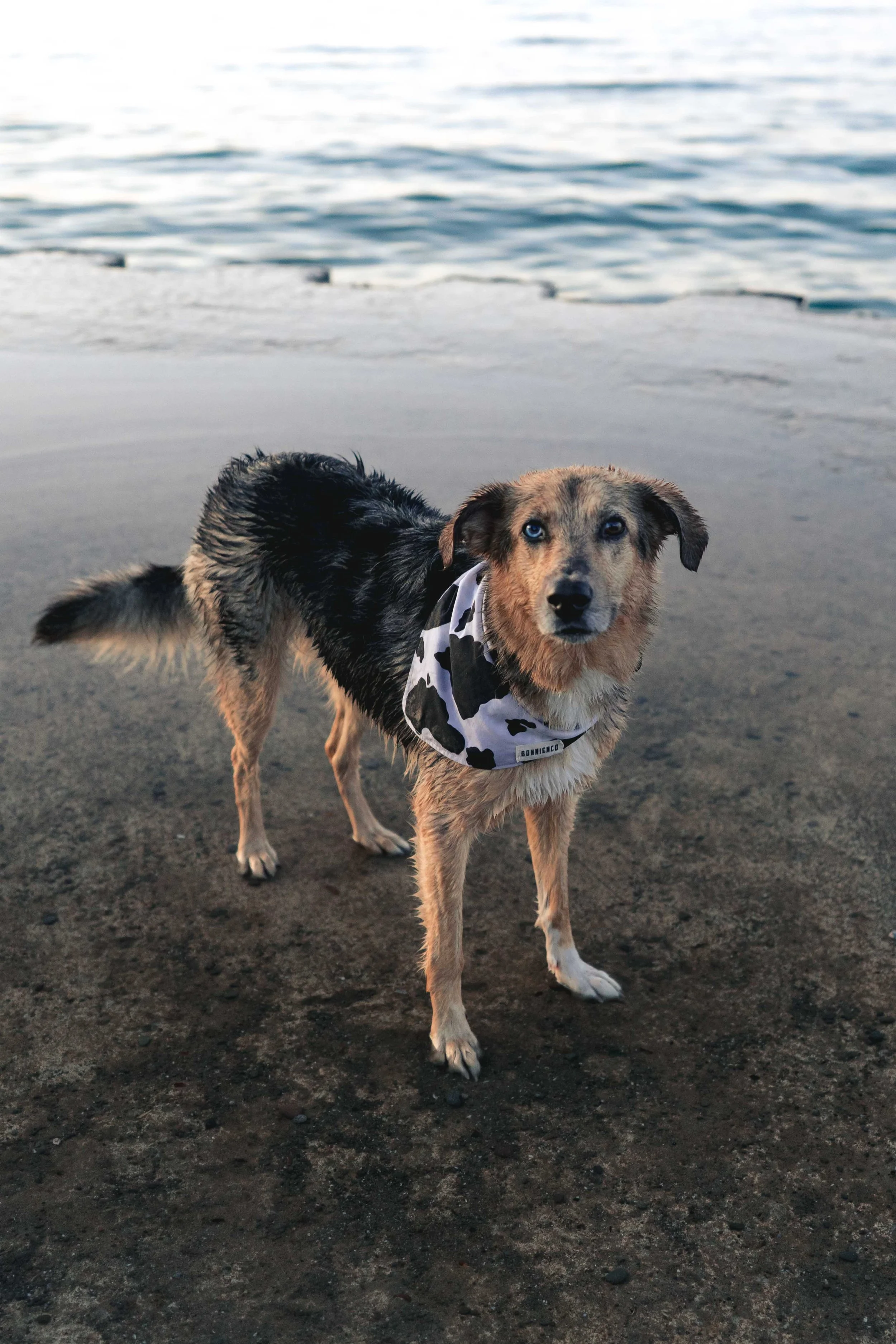 A dog with a black and brown coat and icy blue eyes standing on wet sand at the beach, wearing a cow-print bandana around its neck, with the ocean and gentle waves in the background.