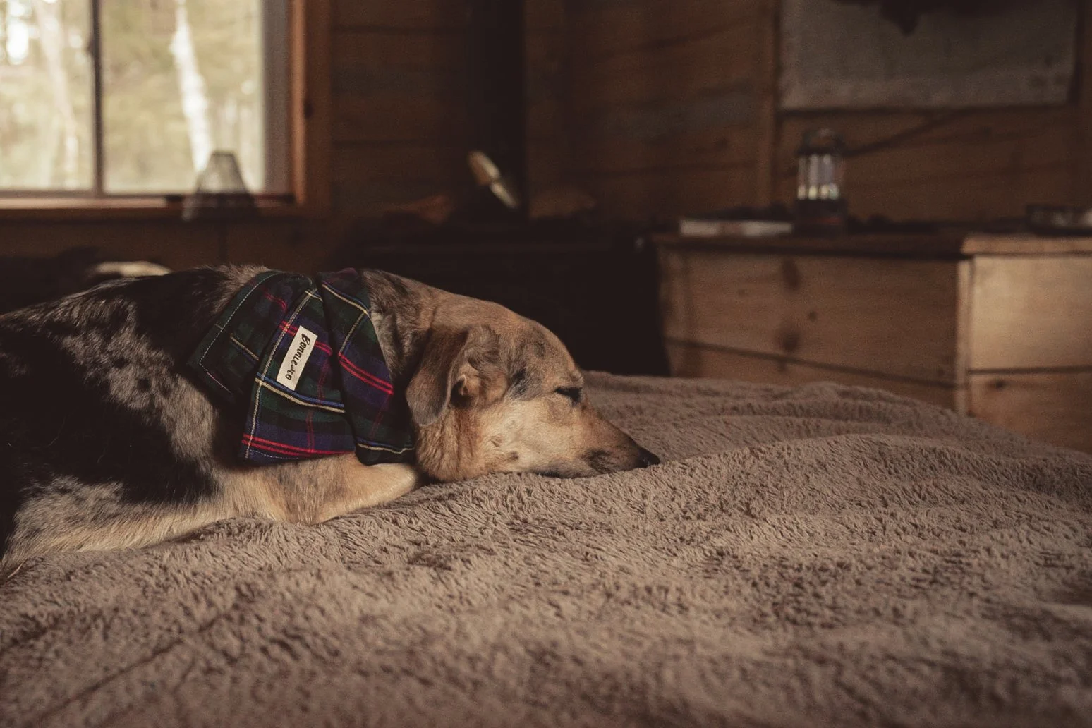 A dog with a tartan bow tie sleeping on a bed inside a rustic wooden cabin.
