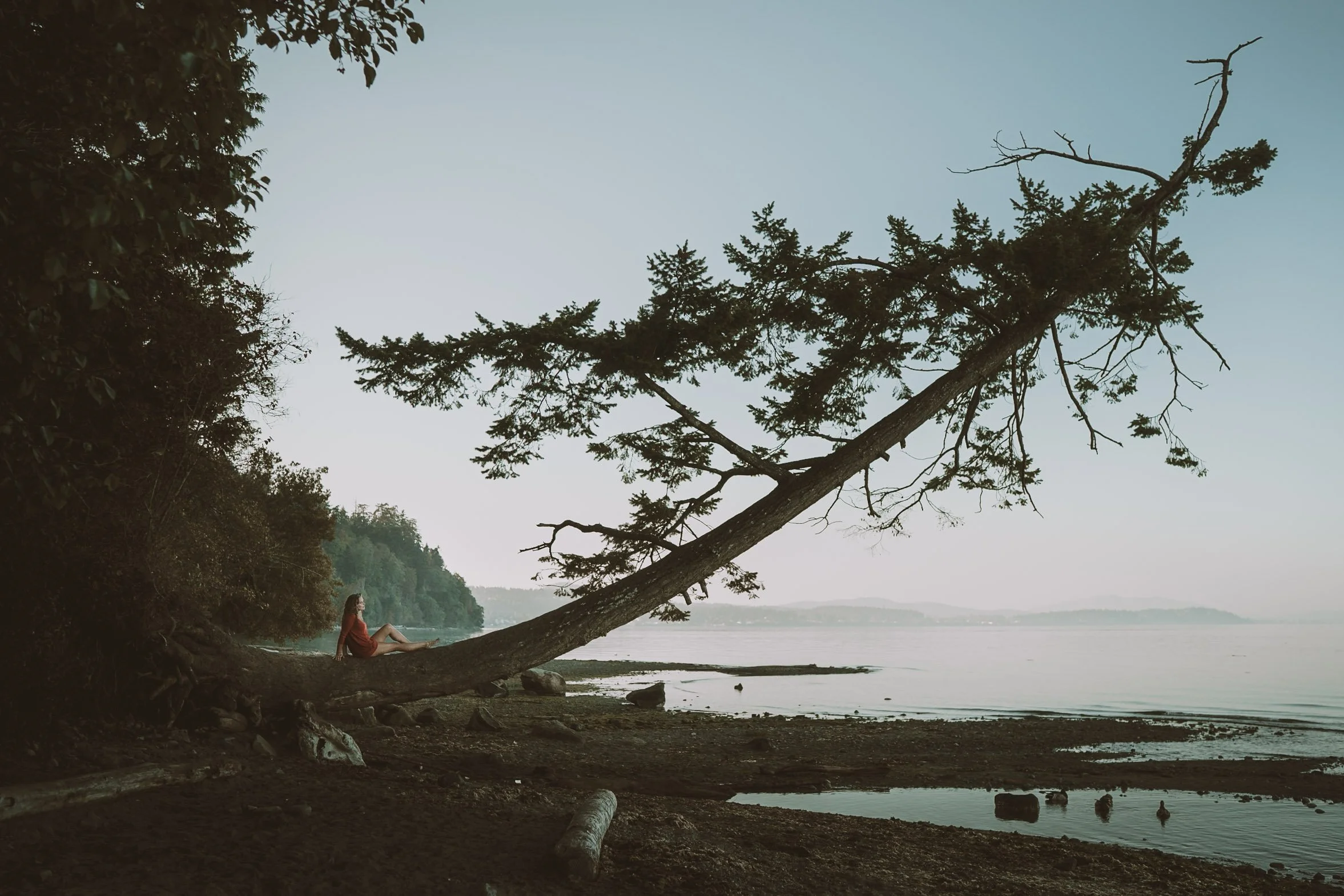 A person sitting on a fallen tree trunk at the edge of a lake, with a large leaning tree overhead and a forested shoreline in the background.