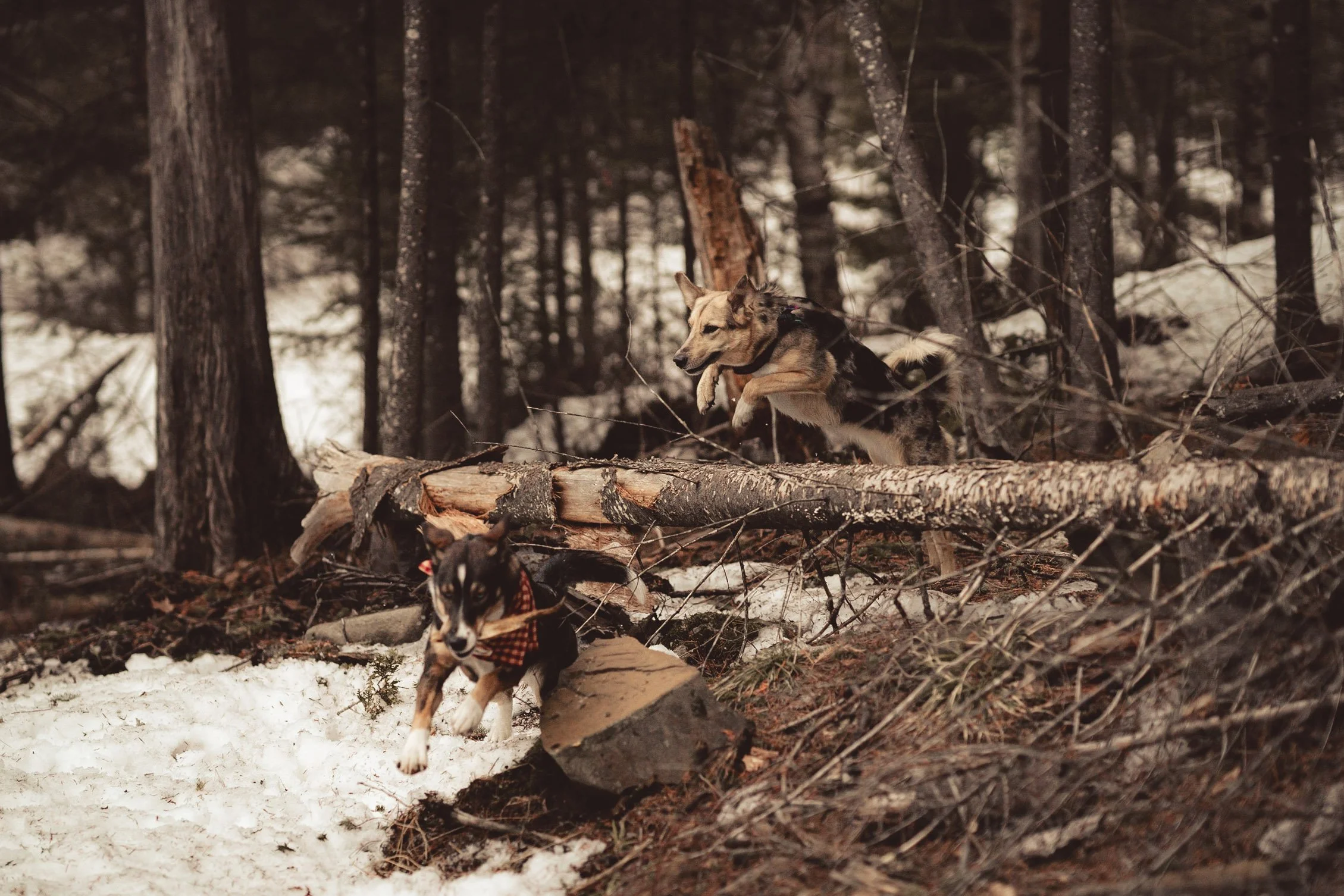 Two dogs running through a snowy forest, one in the foreground with a stick in its mouth and the other further back jumping over a fallen log.