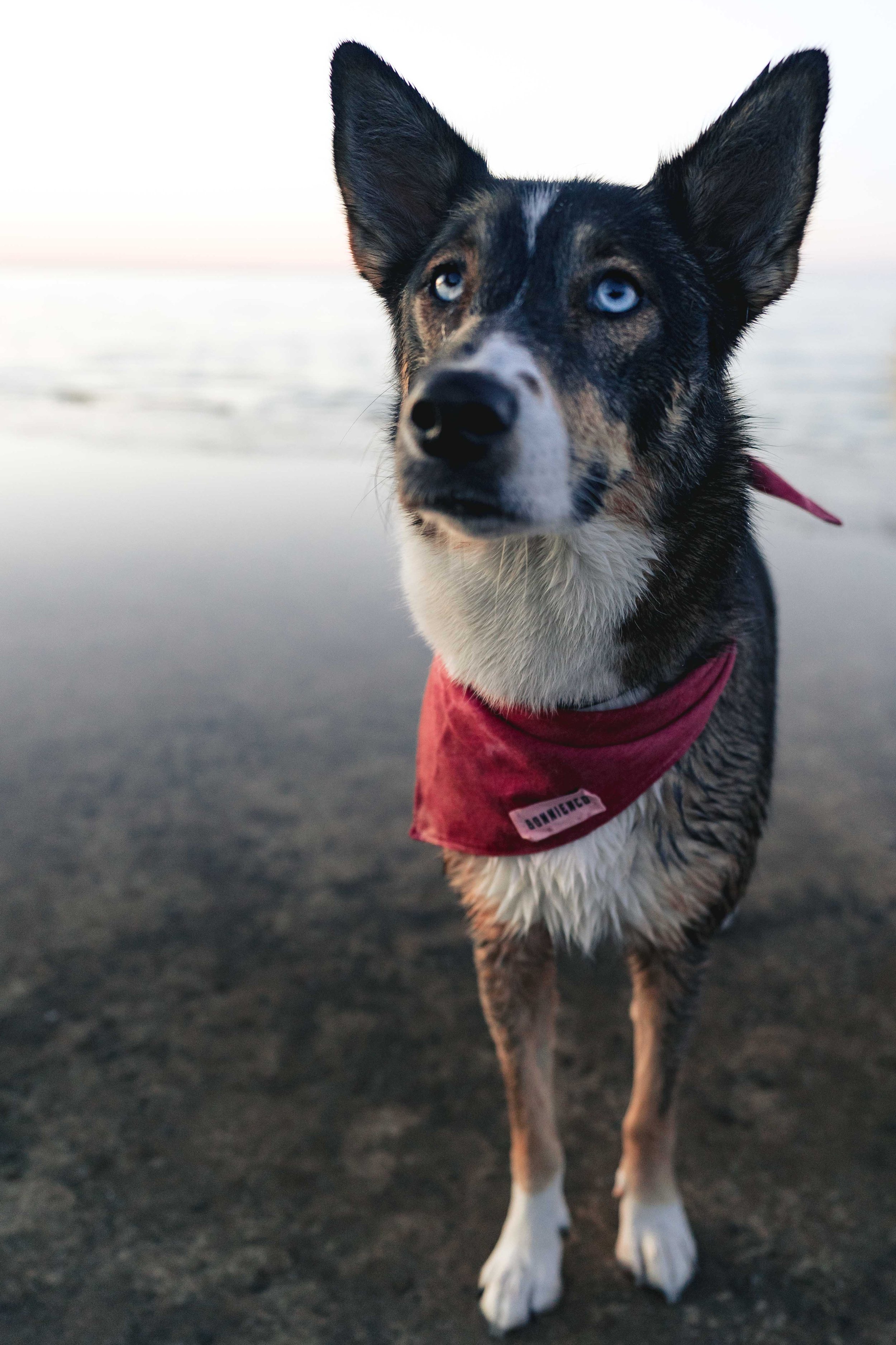 A dog with blue eyes and black, brown, and white fur standing on a sandy beach, wearing a red bandana.