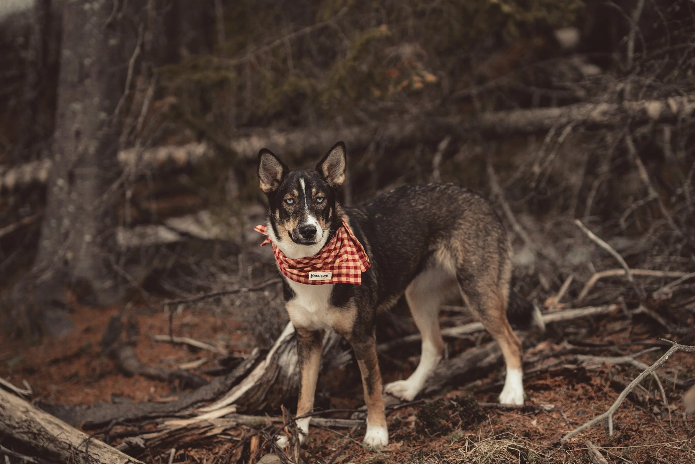 A black and white dog with blue eyes, wearing a red checkered bandana, standing on a forest floor with fallen branches and trees in the background.