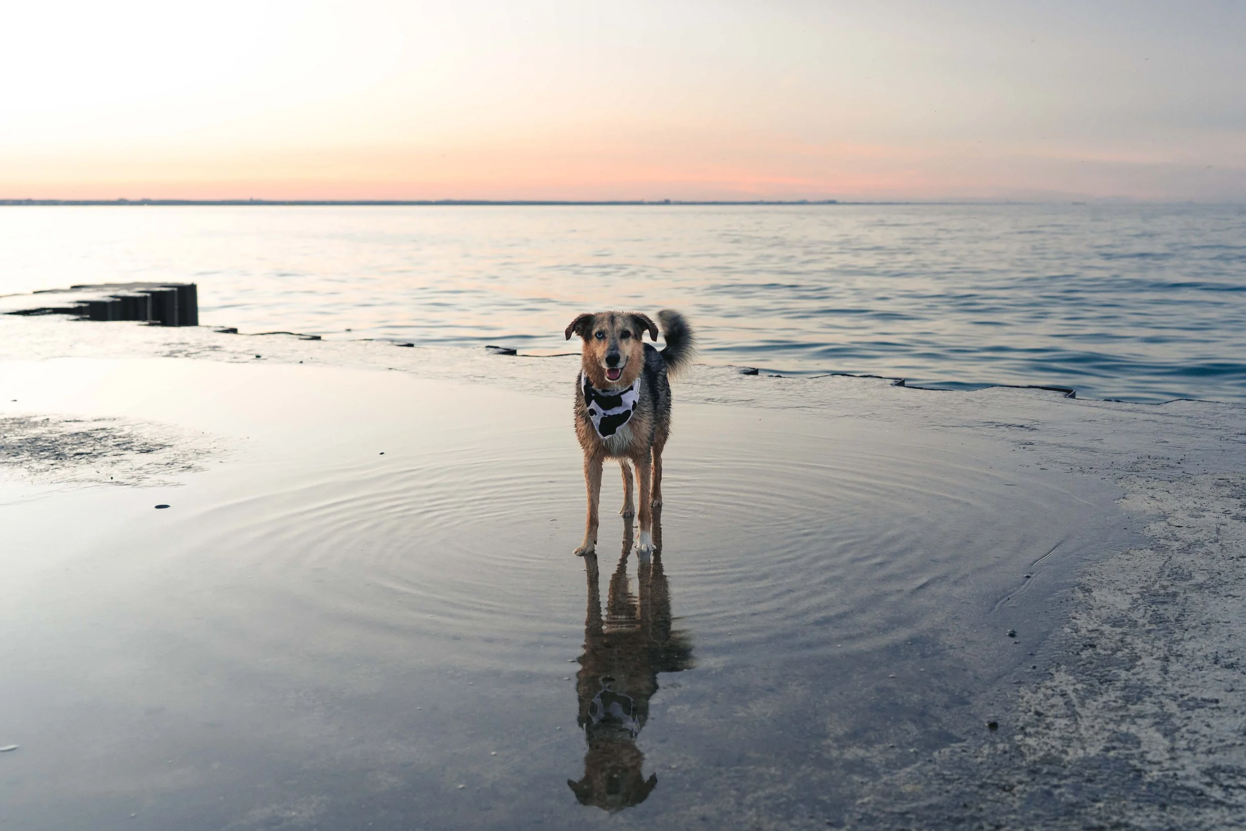 A dog with a bandana standing in shallow water near the beach at sunset, with its reflection visible on the wet sand.