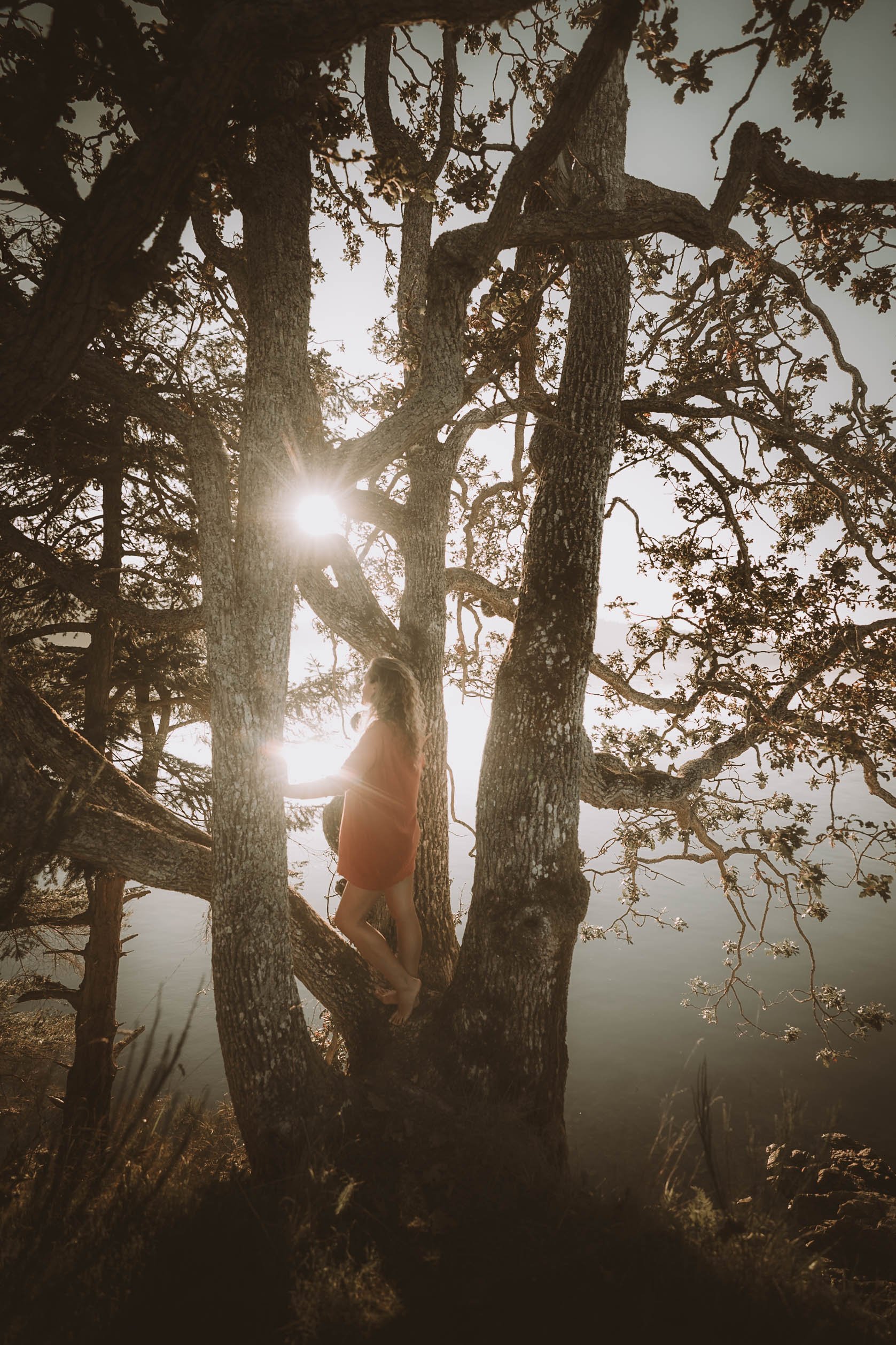 A woman in a red dress standing on a tree branch during sunset, with the sun shining through the branches of a large tree.
