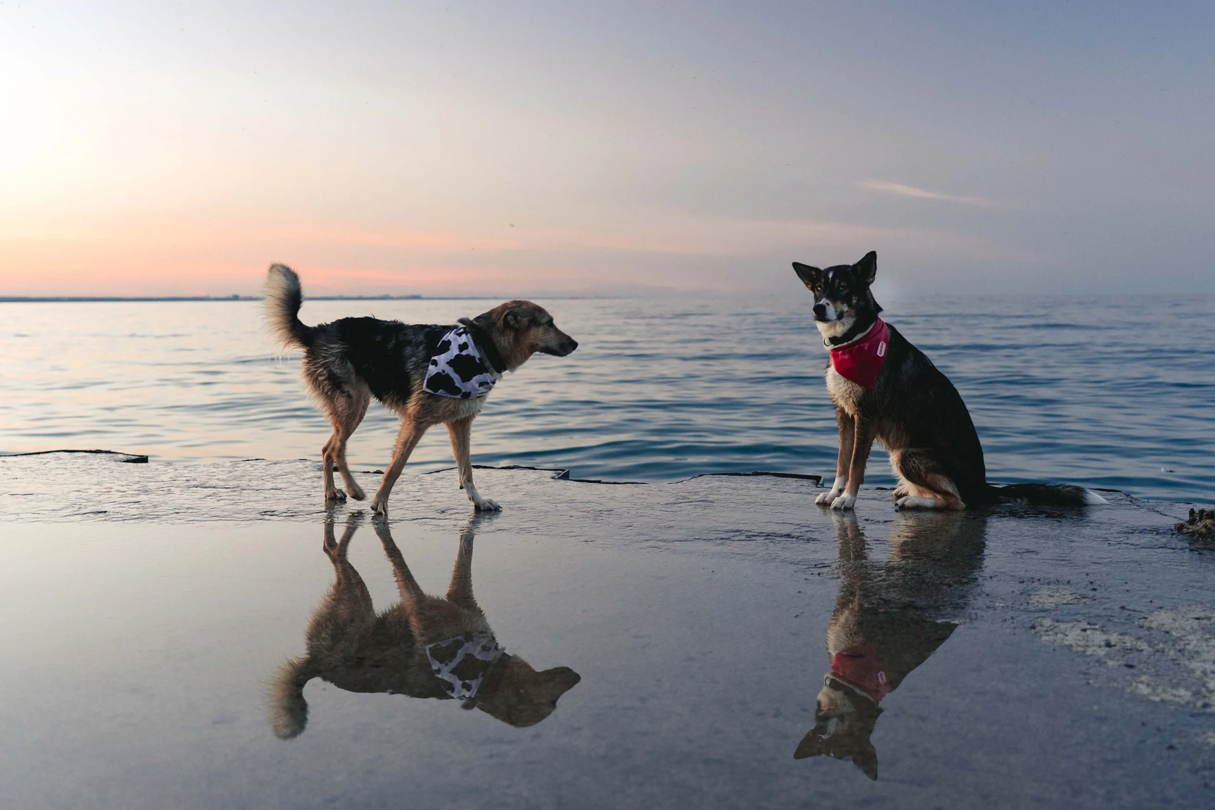 Two dogs sitting on a reflective wet surface near the water at sunset, one with a cow-print scarf and the other with a red bandana.